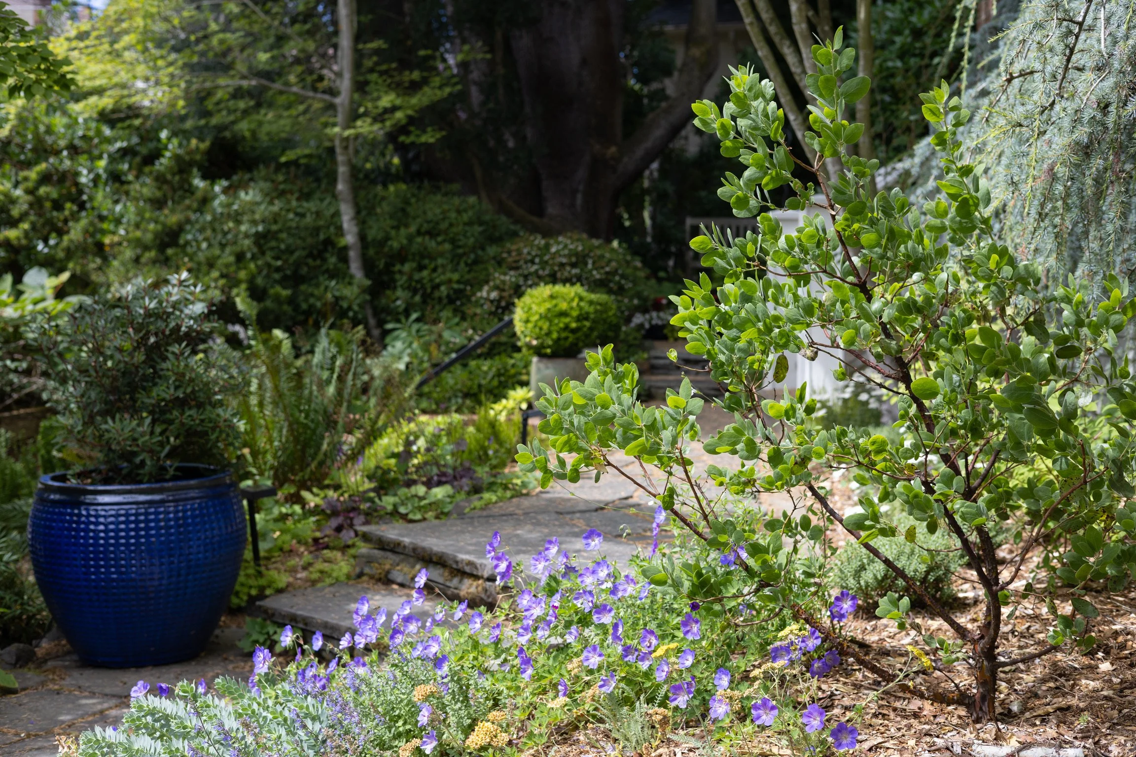We replaced a rangy shrub with this elegant drought tolerant Manzanita. 