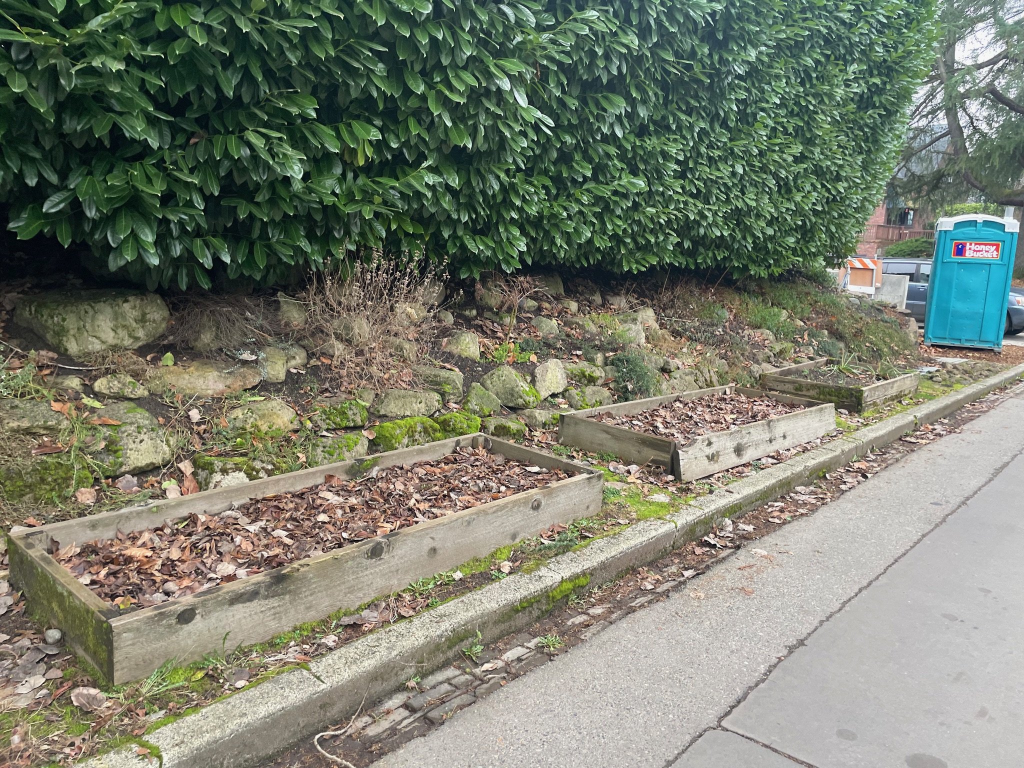 This area was in need of new plants that were lovely and low maintenance. 