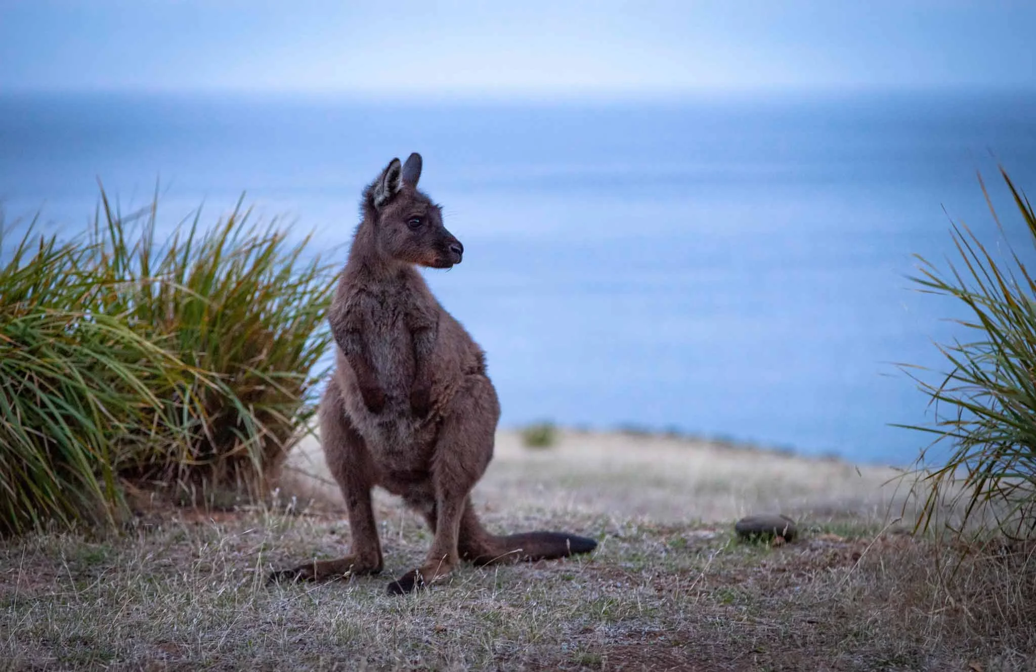 Young-Kangaroo-Kangaroo-Island-Phillipa-Holden.jpg