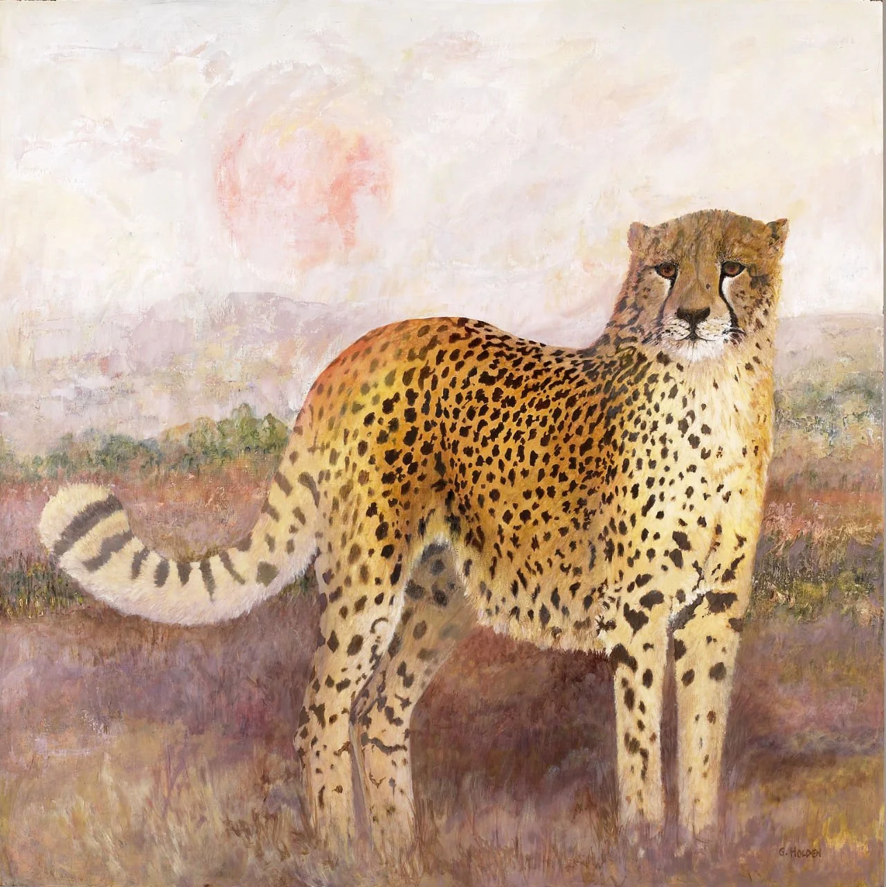 Cheetah-Sunrise-Gloria-Holden.jpg