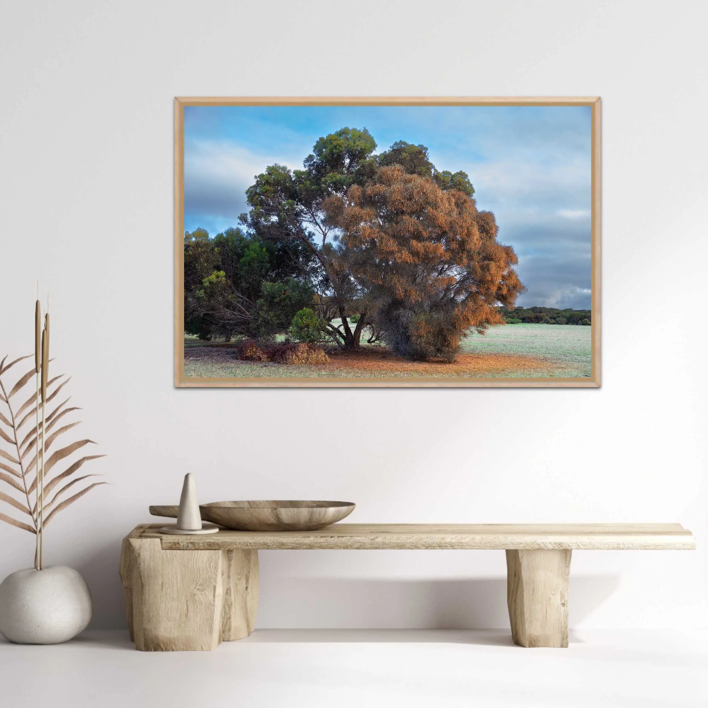 Drooping-Sheaok-Kangaroo-Island-Phillipa-Holden-mockup.jpg
