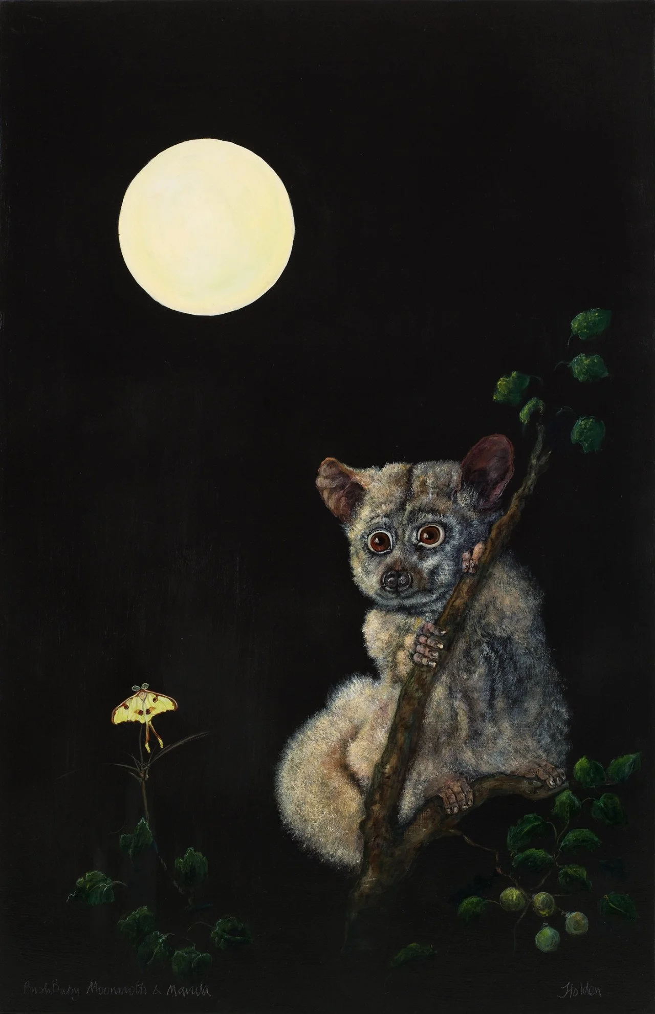 Bushbaby-And-Moth-Gloria-Holden.jpg