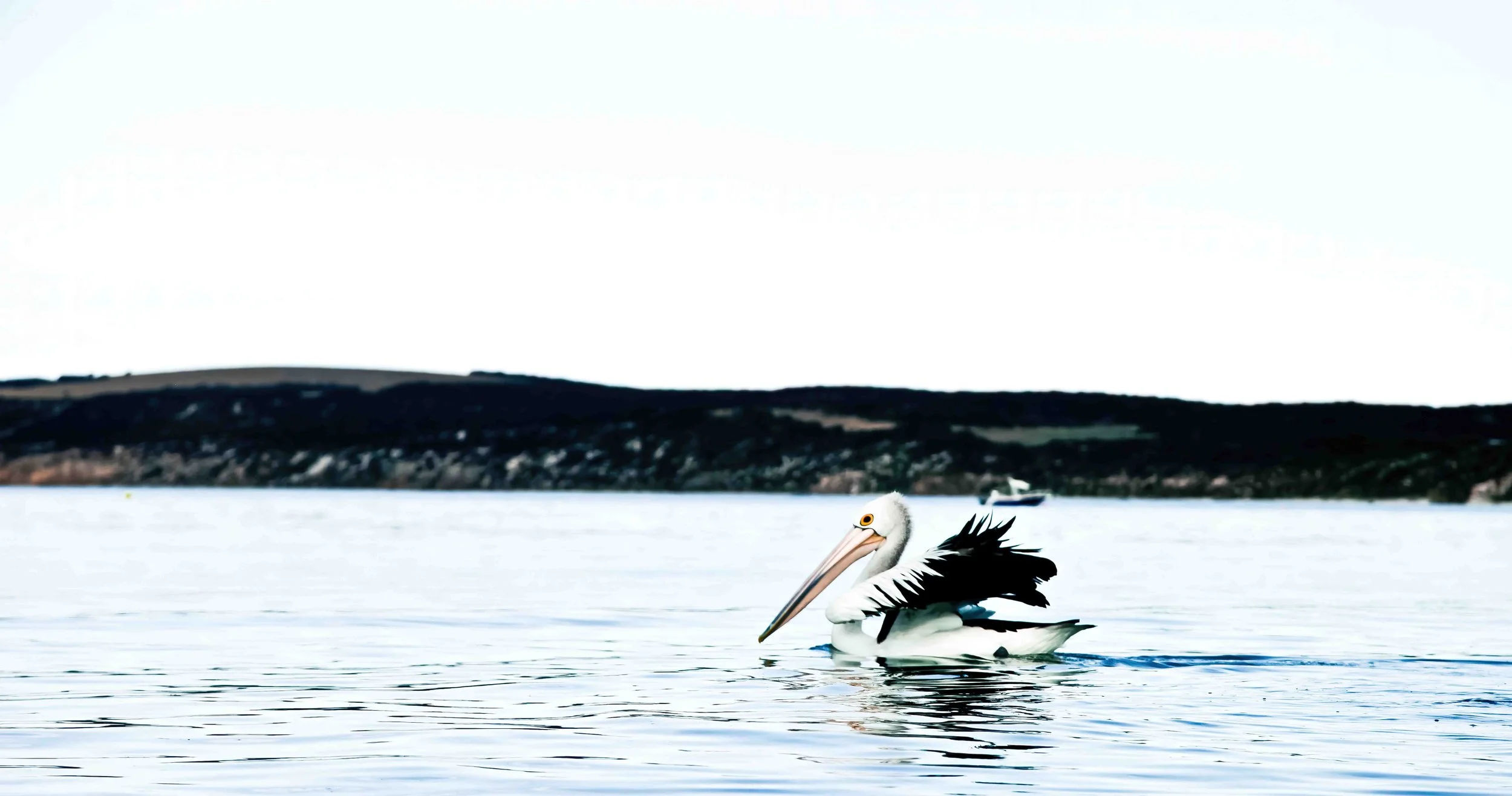 Pelican-Emu-Bay-Kangaroo-Island-Phillipa-Holden-small.jpg
