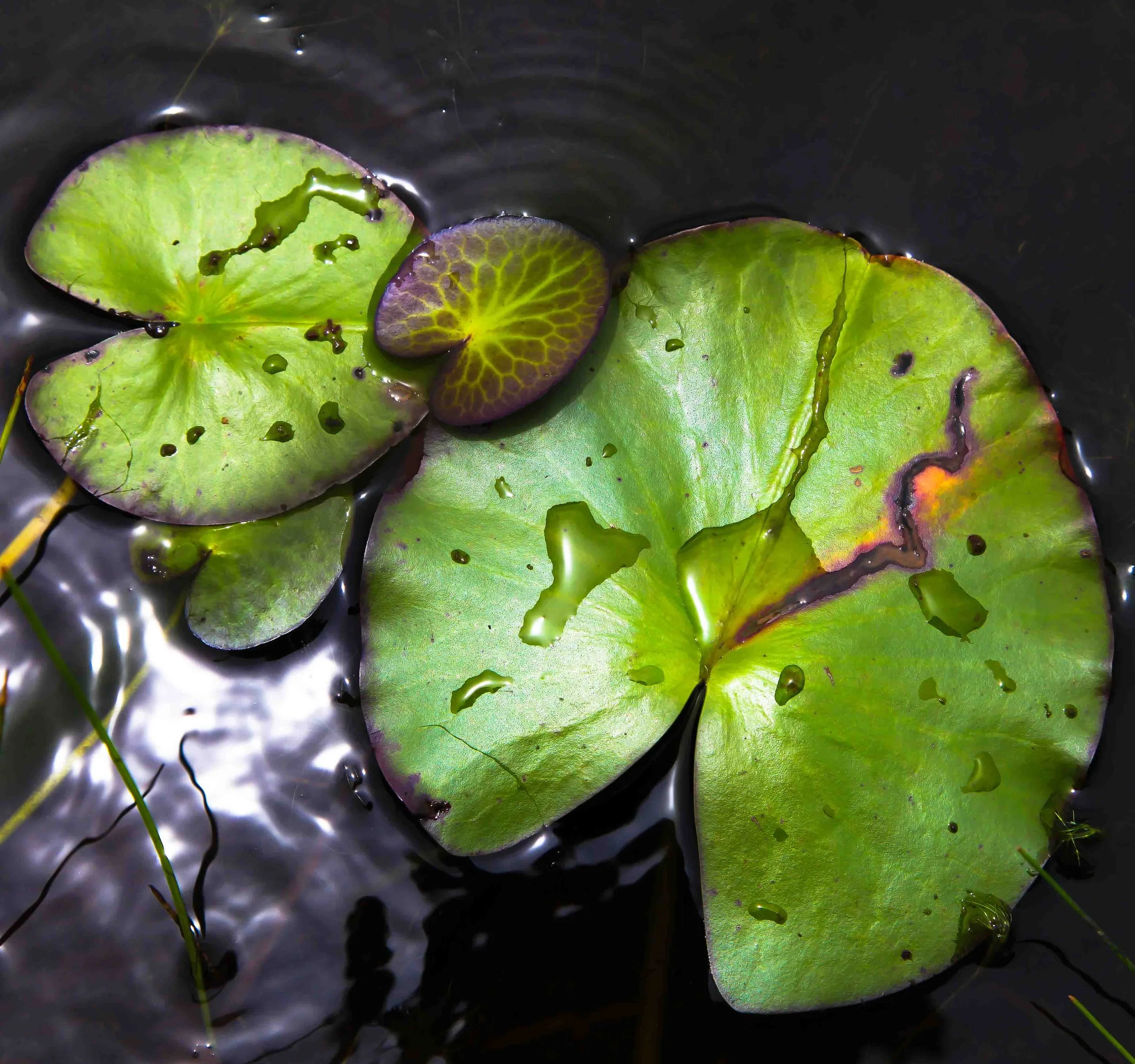 USA-Florida-Everglades-small.jpg