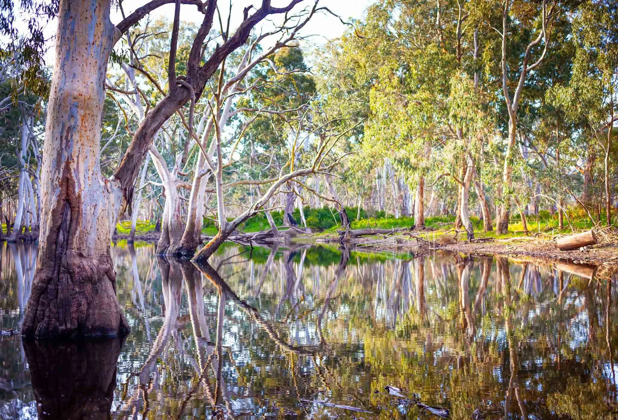 Rpers-Gums-Kangaroo-Island-Phillipa-Holden-small.jpg