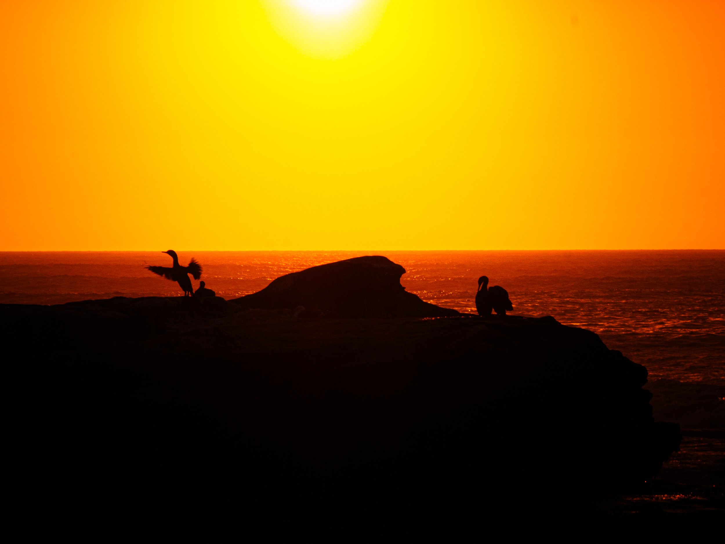 Pelicans guard the rock.