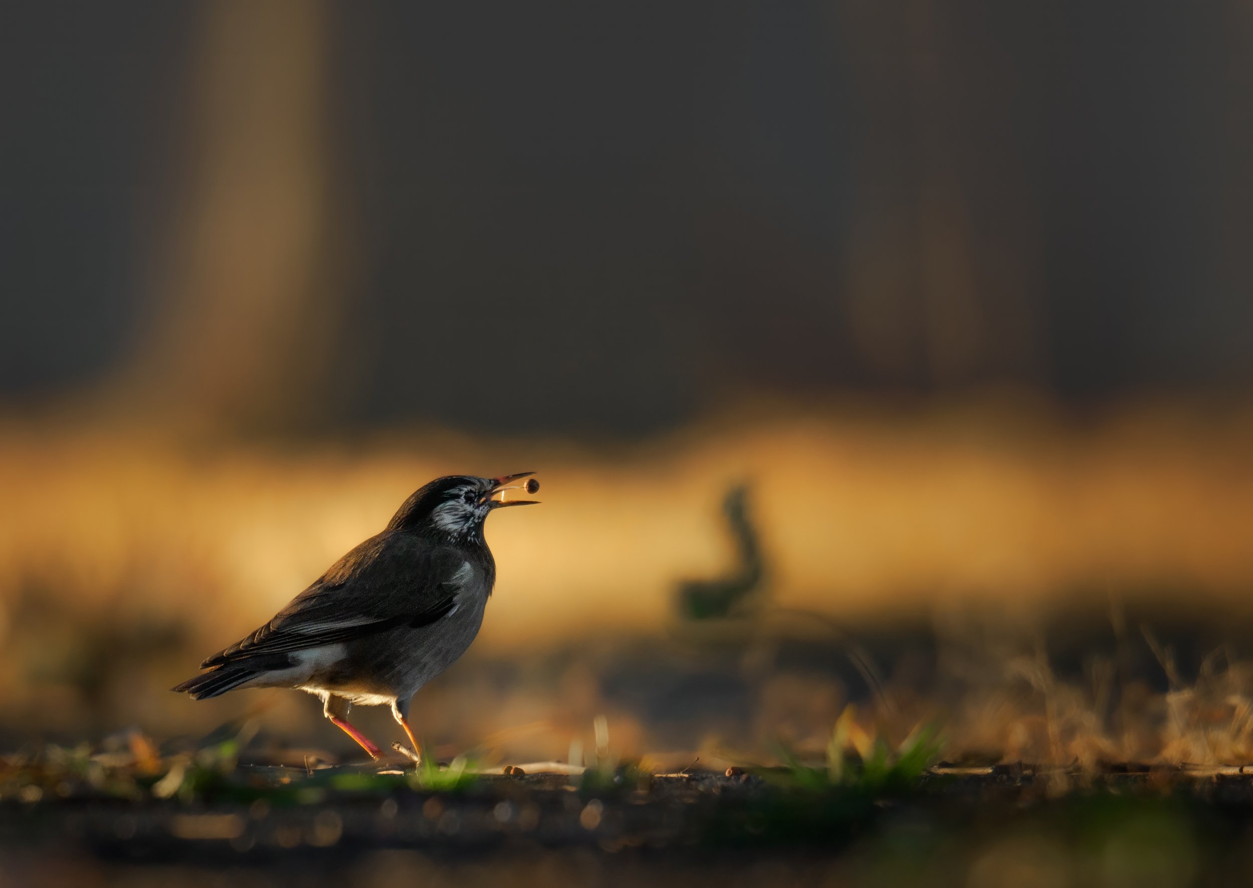 _C224613-topaz-denoise-denoise.jpg