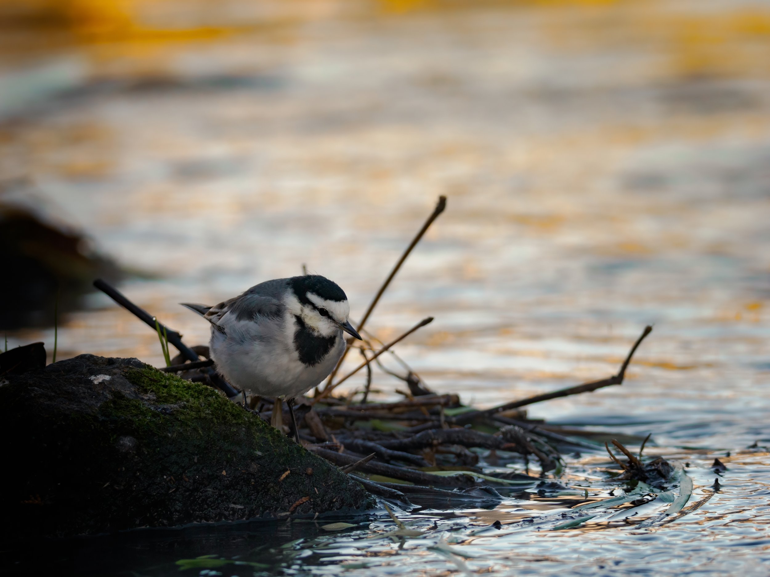 _C245250-topaz-denoise-denoise.jpg