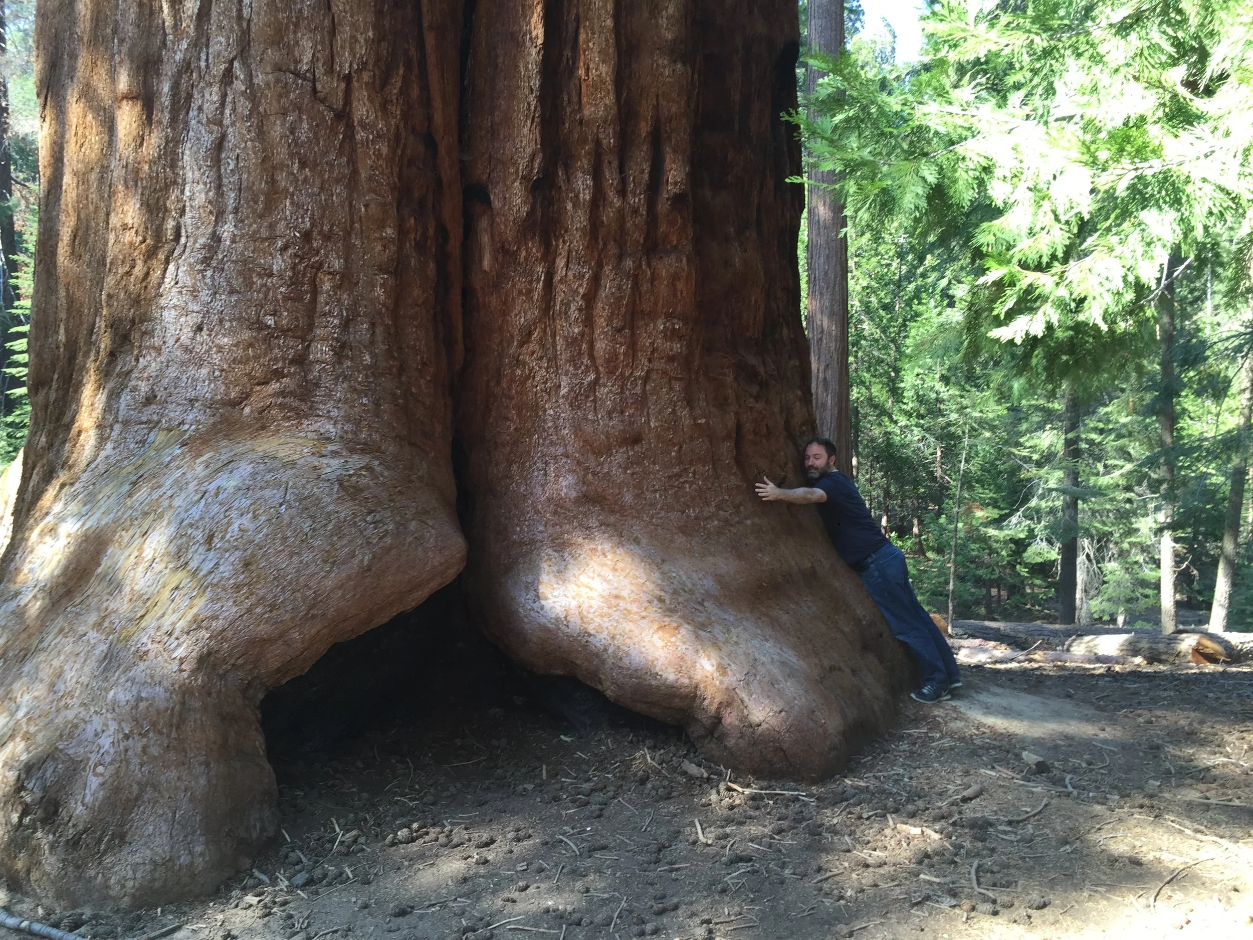 The author hugging the foot of a Great Sequoia tree in Sequoia National Park, California.