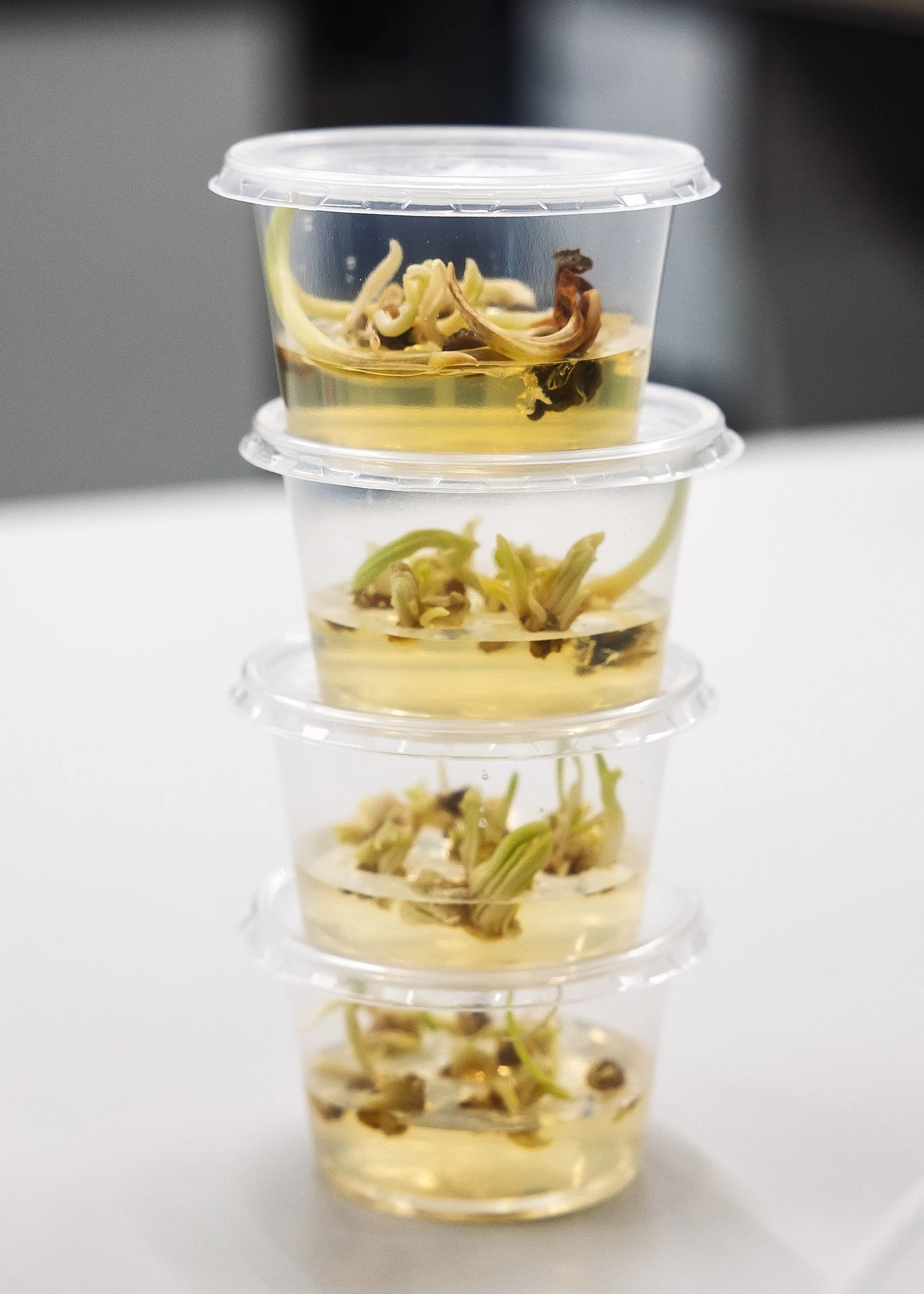 LR Markglory weefselkweek @ToekomstBollenvak fotograaf Erma Rotteveel-38.jpg