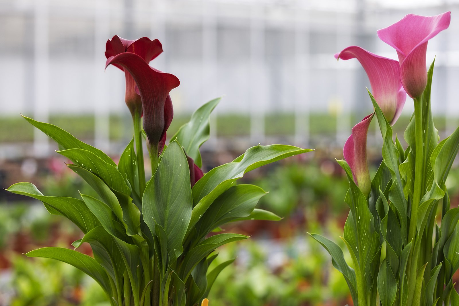 calla'stoekomstbollenvak - LR .jpg