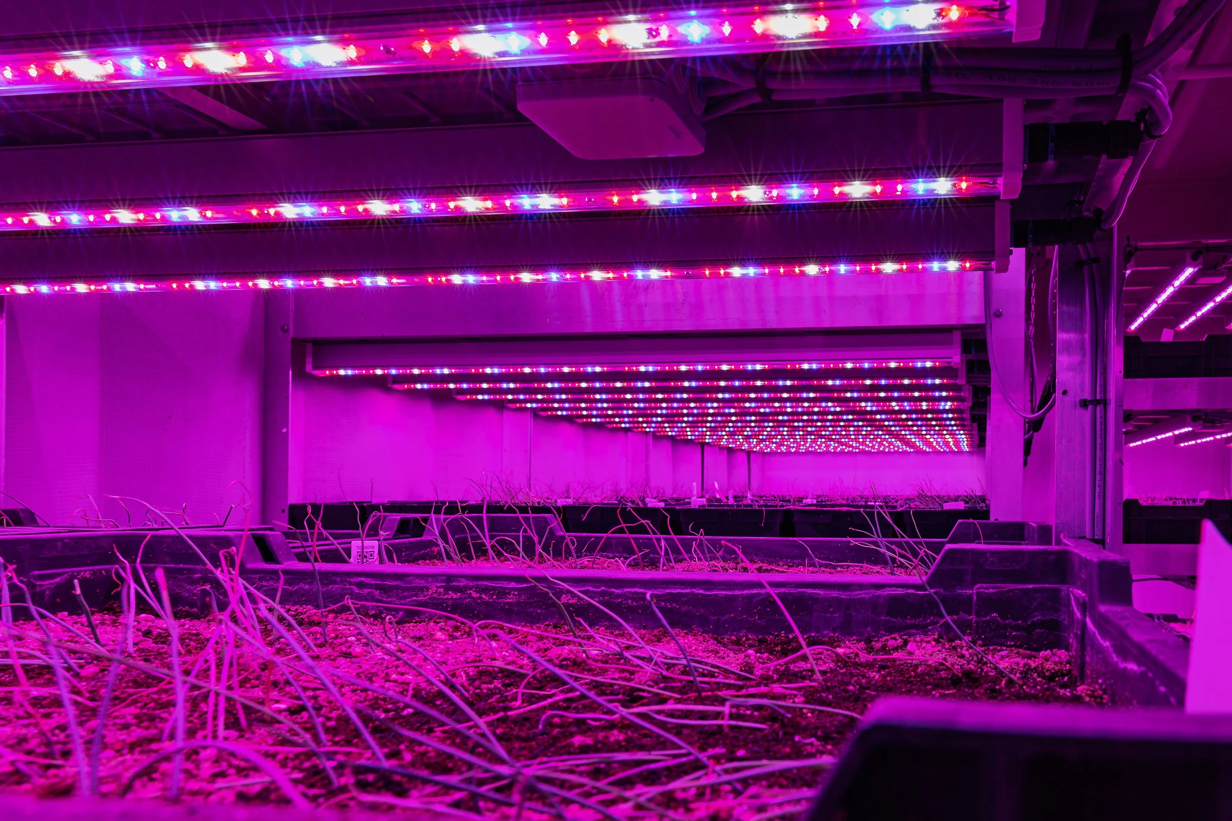 LR Markglory weefselkweek @ToekomstBollenvak fotograaf Erma Rotteveel-44.jpg