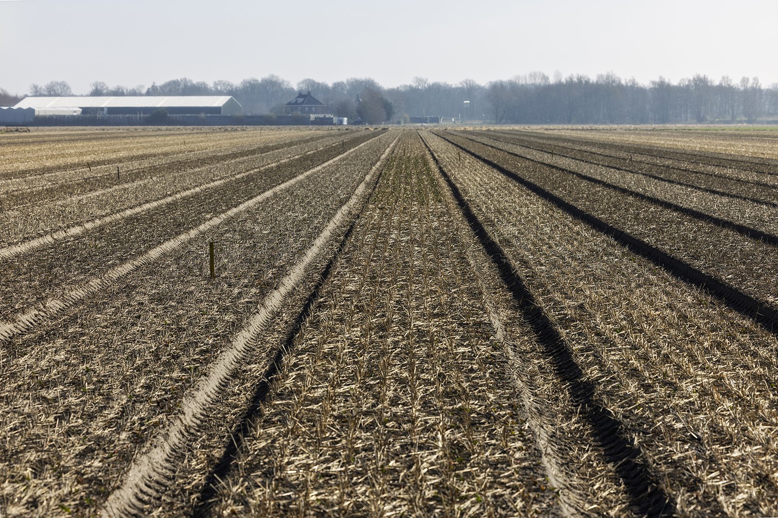 veld stro 01Bloembollensector .nl - LR .jpg