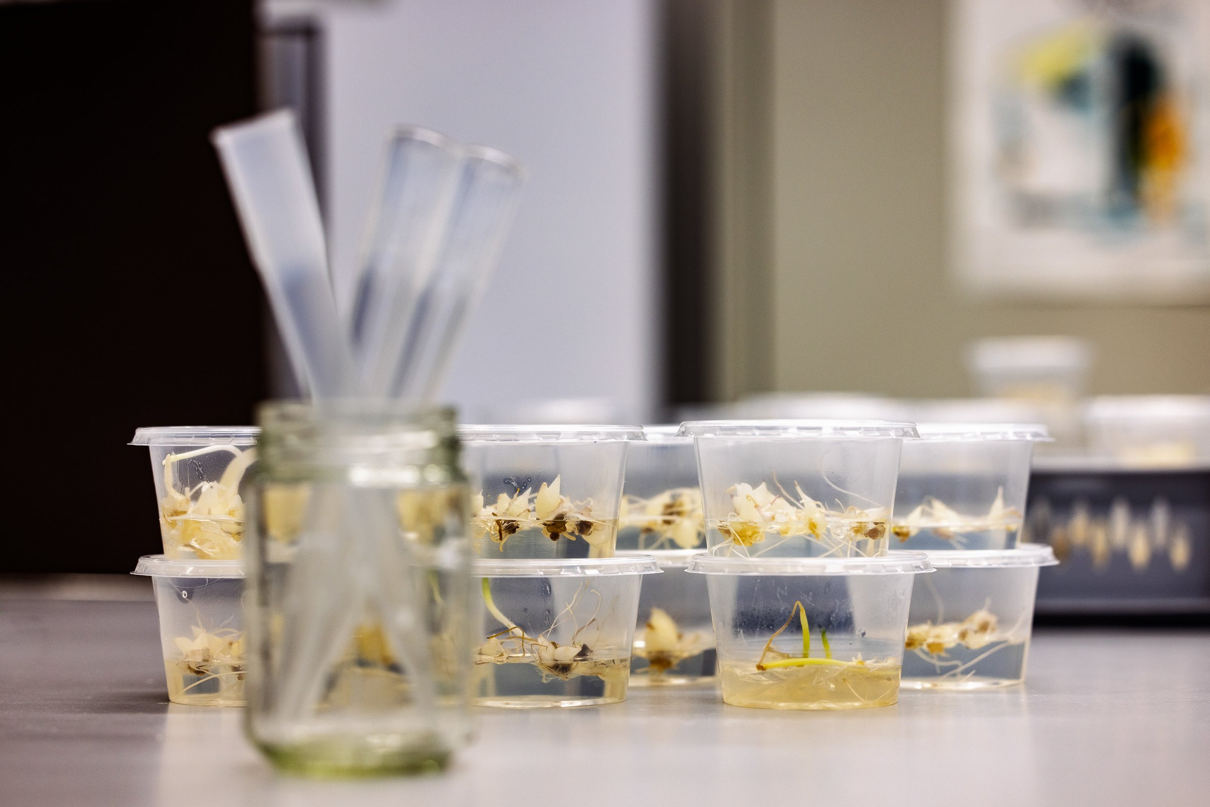 LR Markglory weefselkweek @ToekomstBollenvak fotograaf Erma Rotteveel-20.jpg