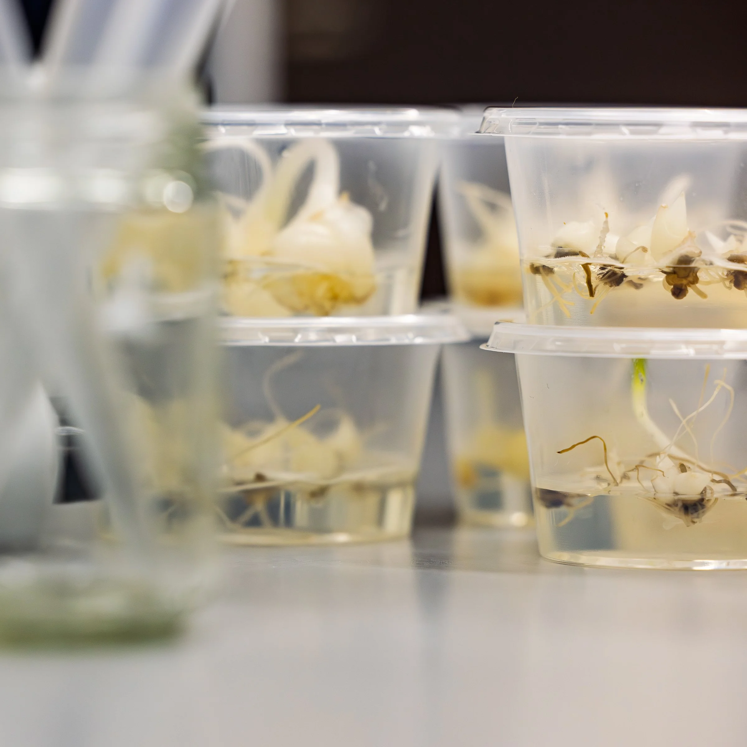 LR Markglory weefselkweek @ToekomstBollenvak fotograaf Erma Rotteveel-22.jpg