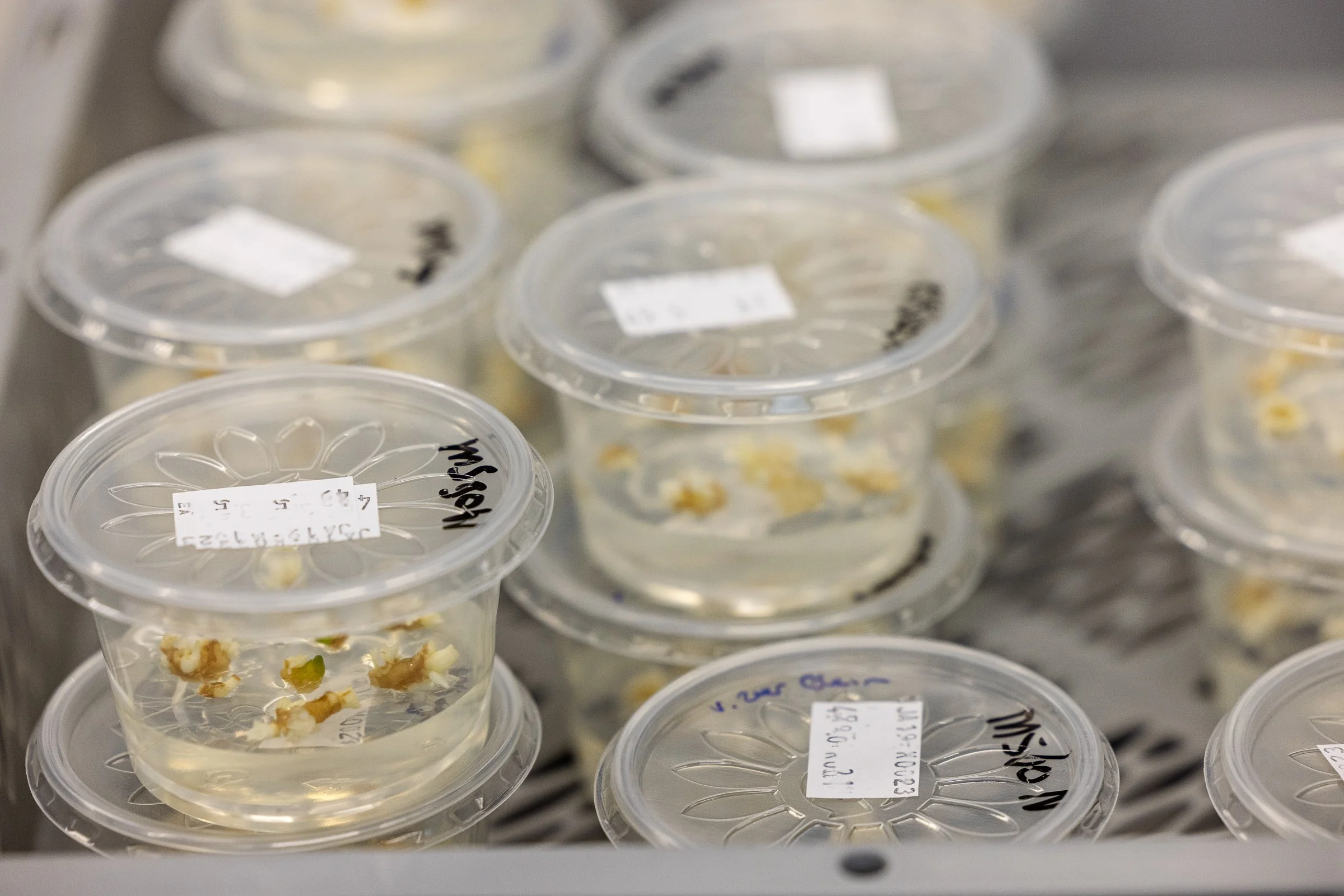 LR Markglory weefselkweek @ToekomstBollenvak fotograaf Erma Rotteveel-35.jpg