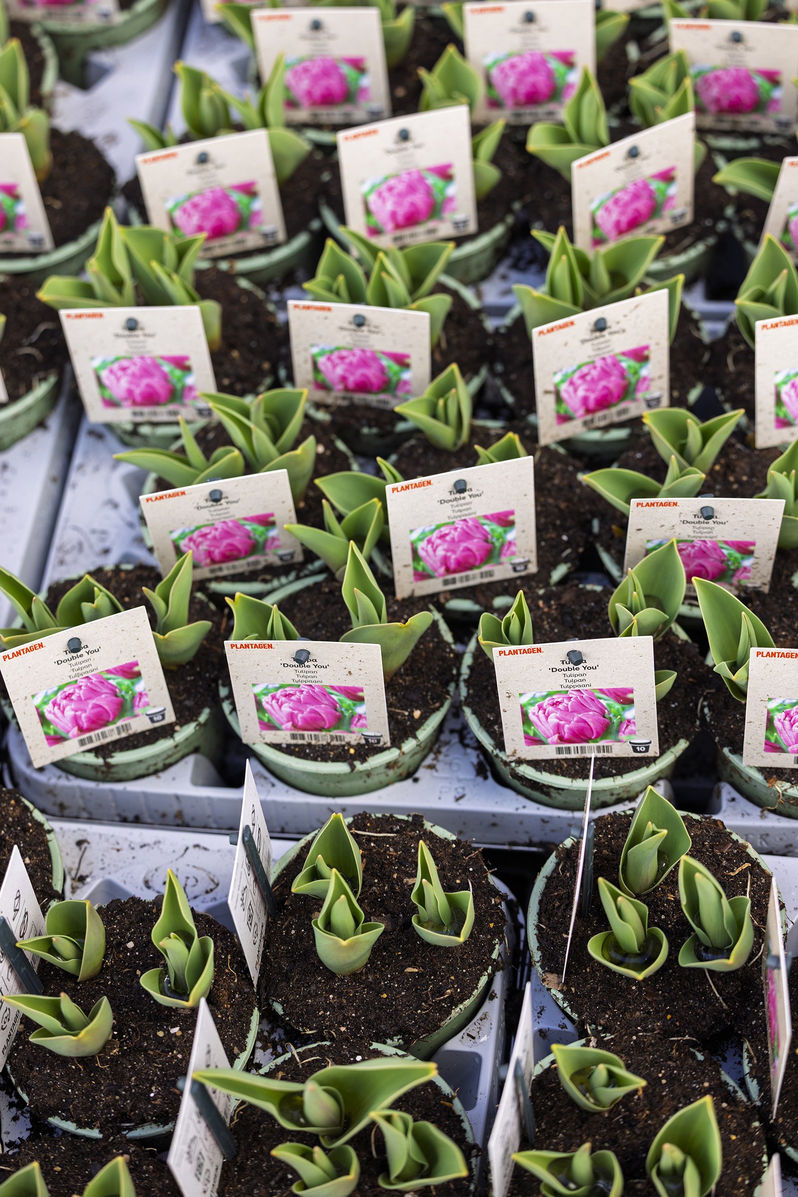 product tulp op potBloembollensector .nl - LR .jpg
