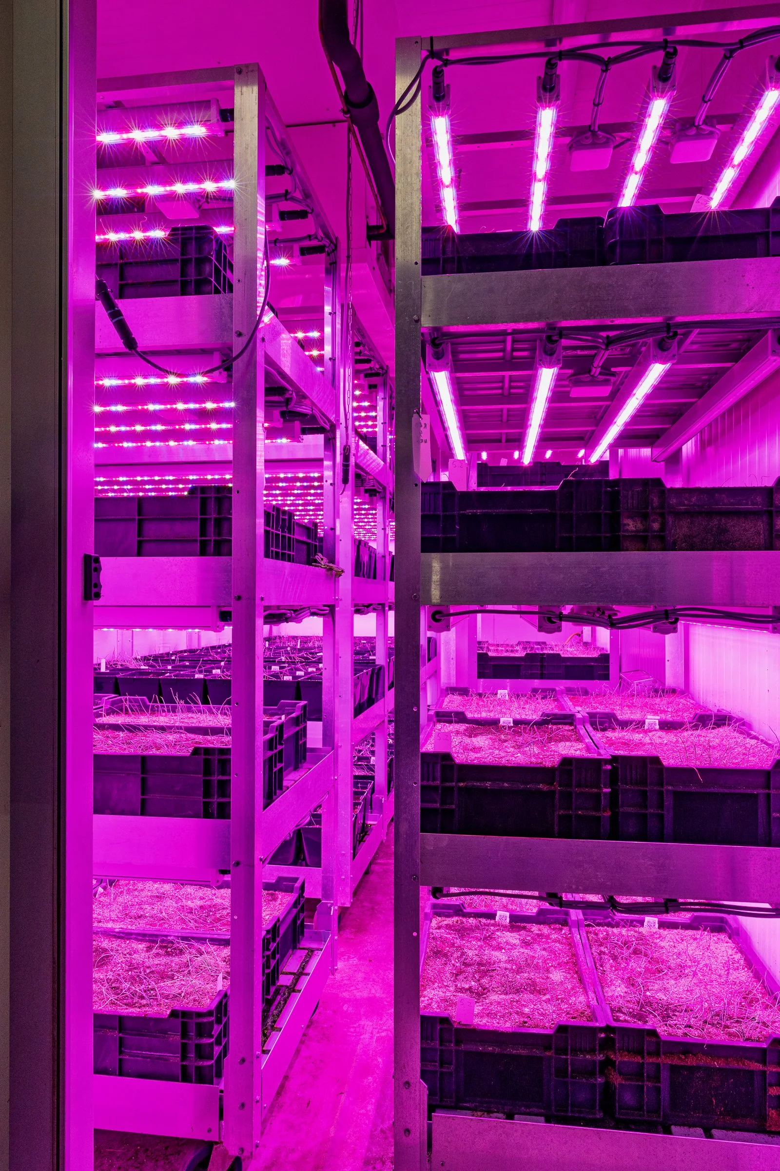 LR Markglory weefselkweek @ToekomstBollenvak fotograaf Erma Rotteveel-47.jpg