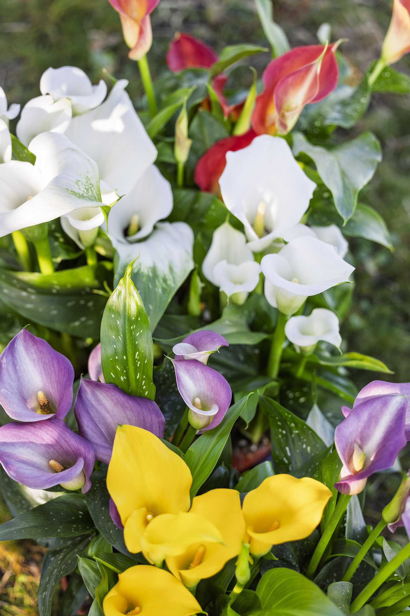 calla's teeuwen 01LR bloembollensector.jpg