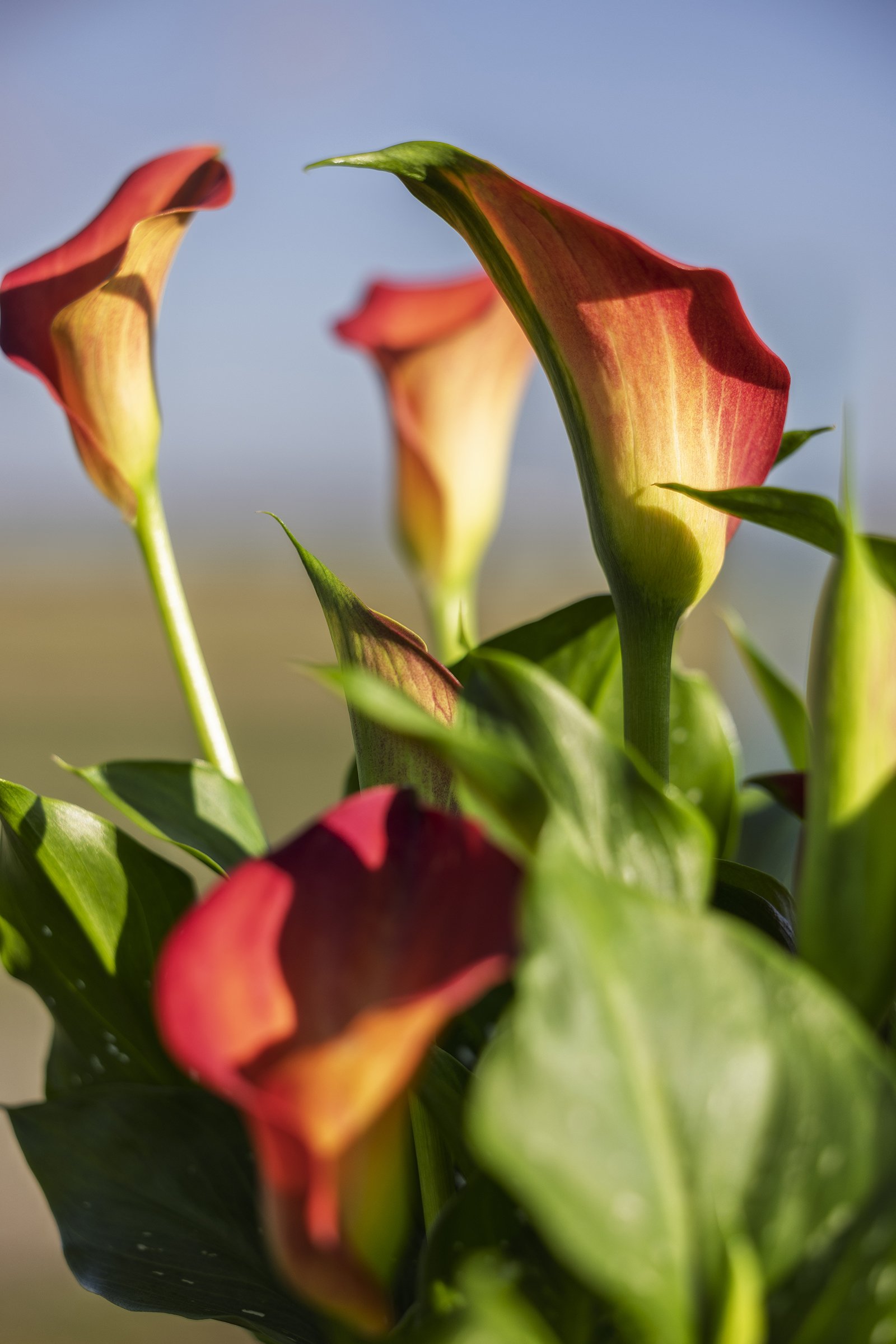 calla's teeuwen 02LR bloembollensector.jpg