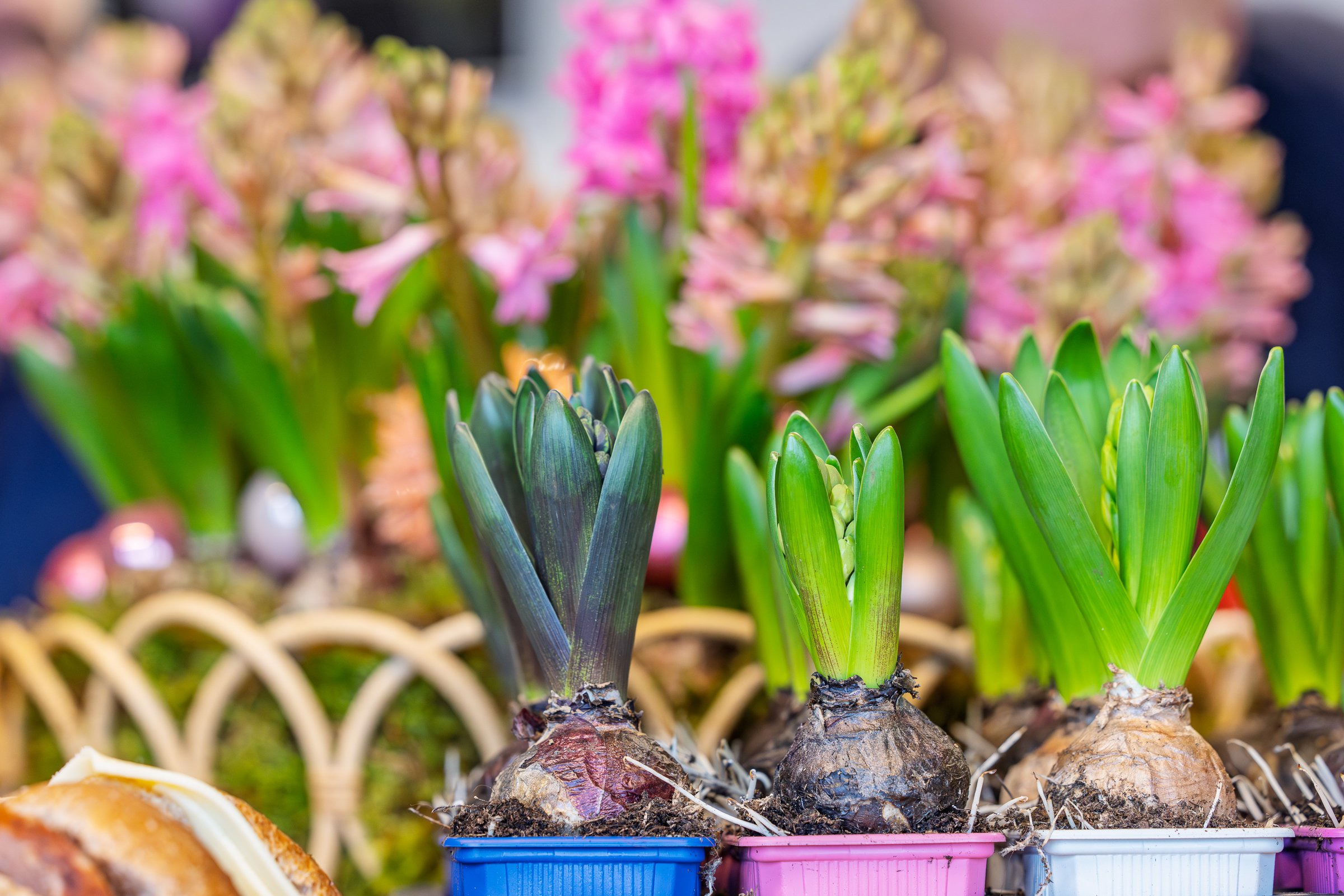 LR Markglory weefselkweek @ToekomstBollenvak fotograaf Erma Rotteveel-61.jpg