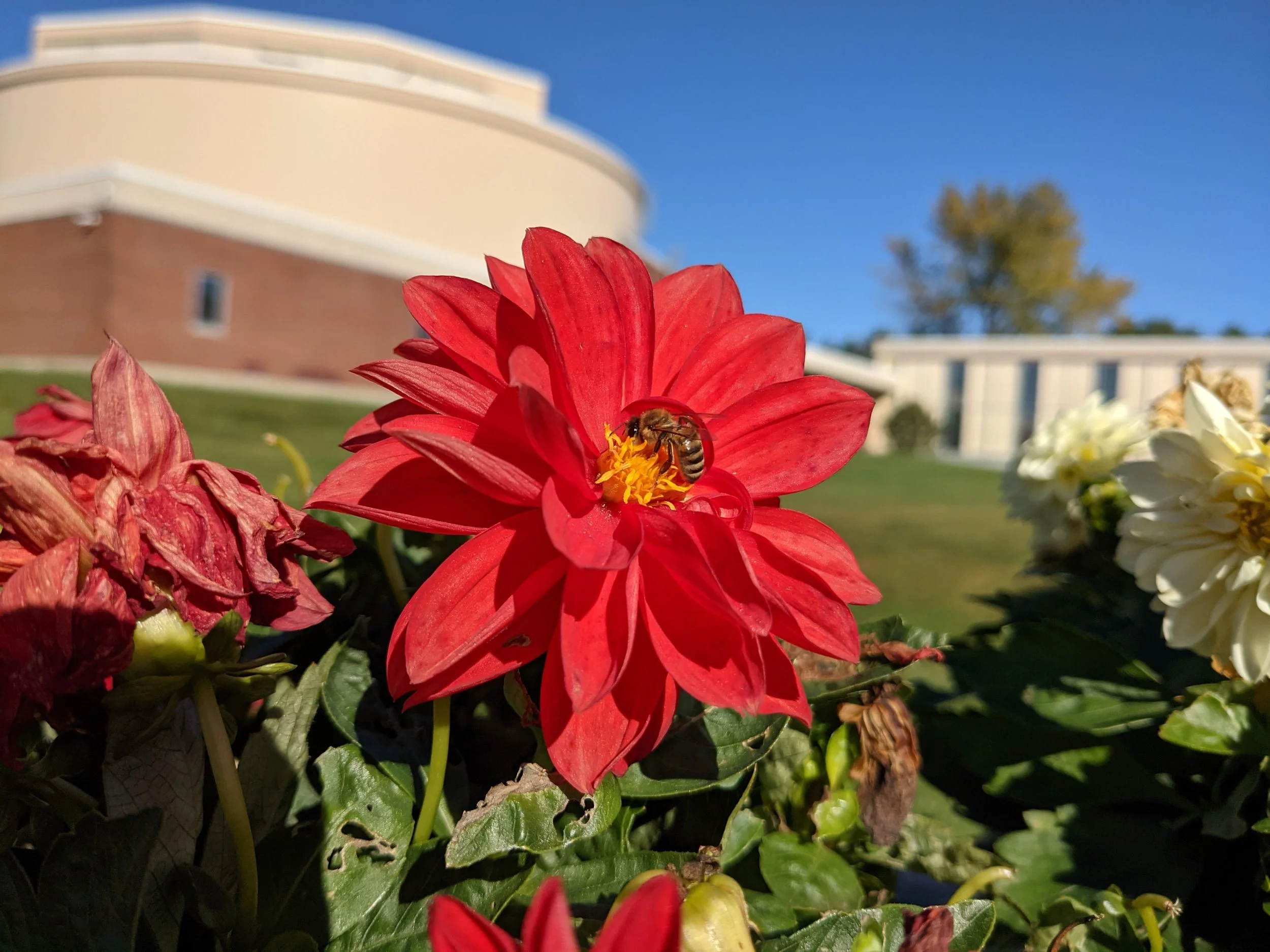 Copy of Pollenating.jpg