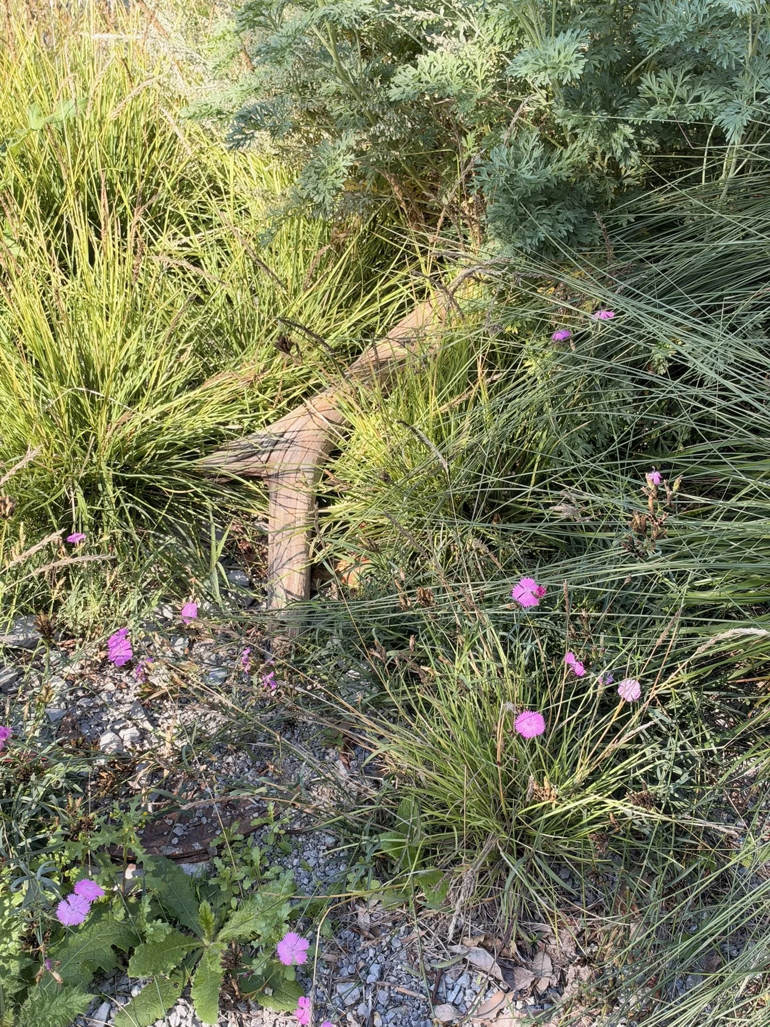 IMG_7708.JPEG