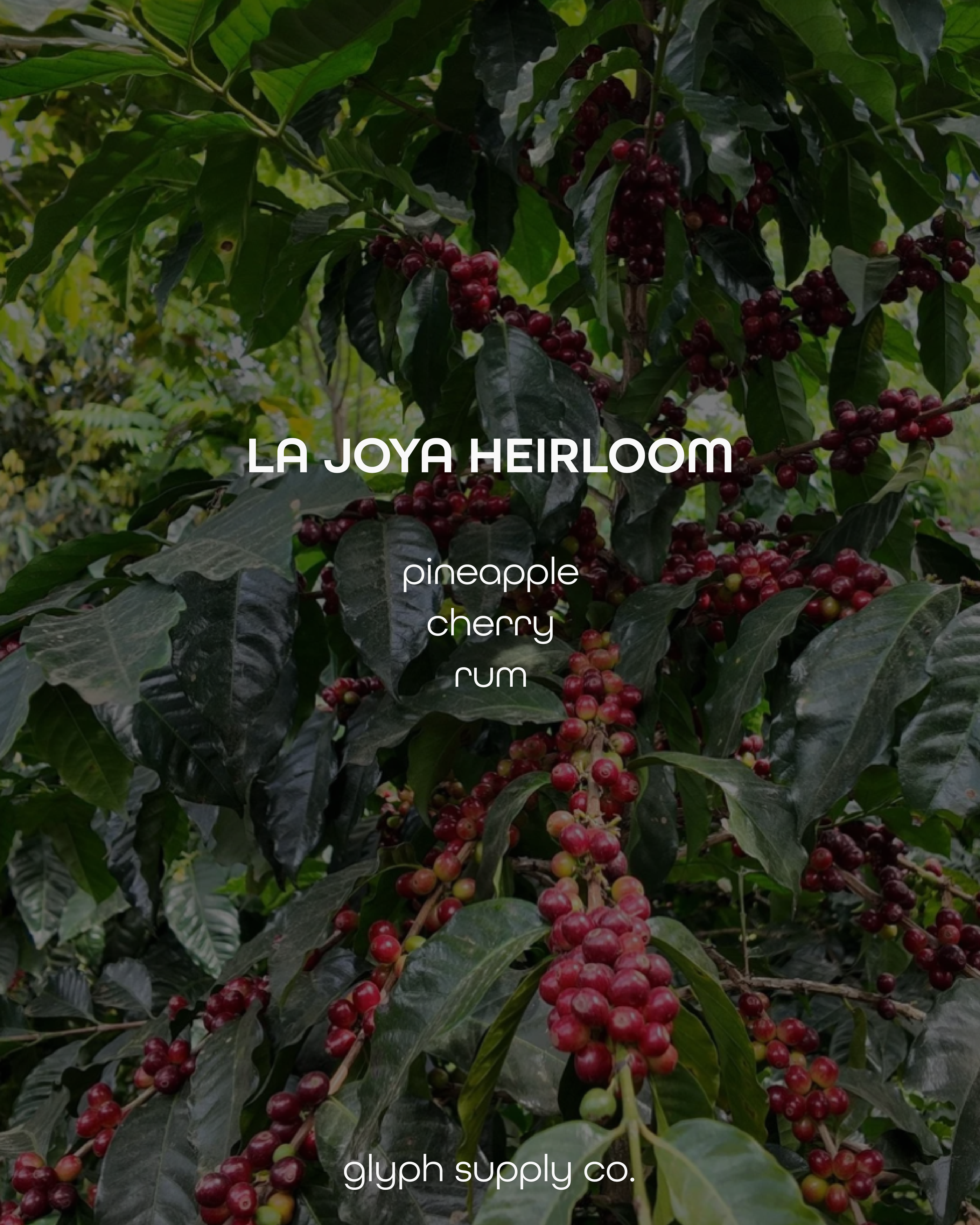 La Joya Heirloom Mexico