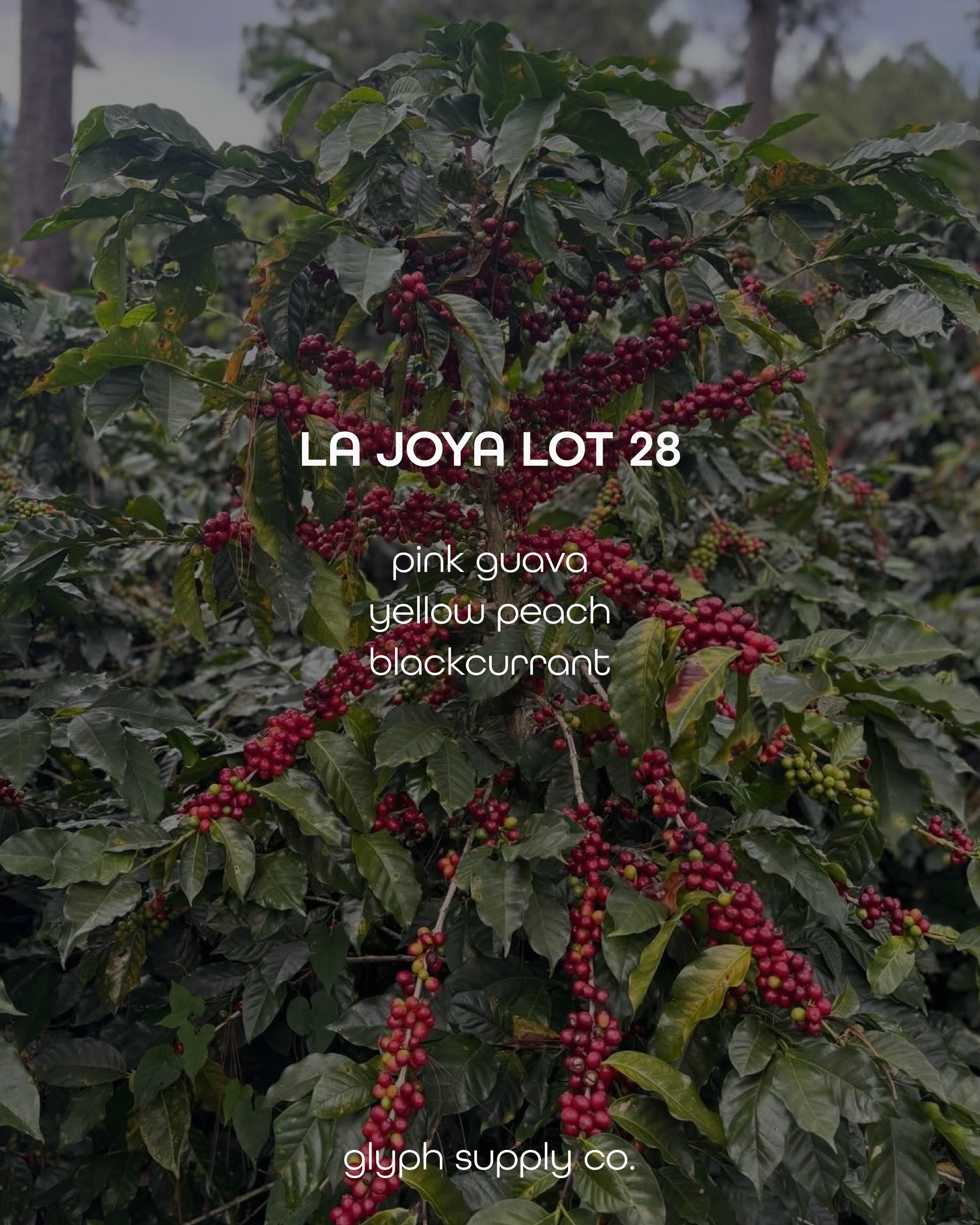 La Joya Lot 28 Mexico
