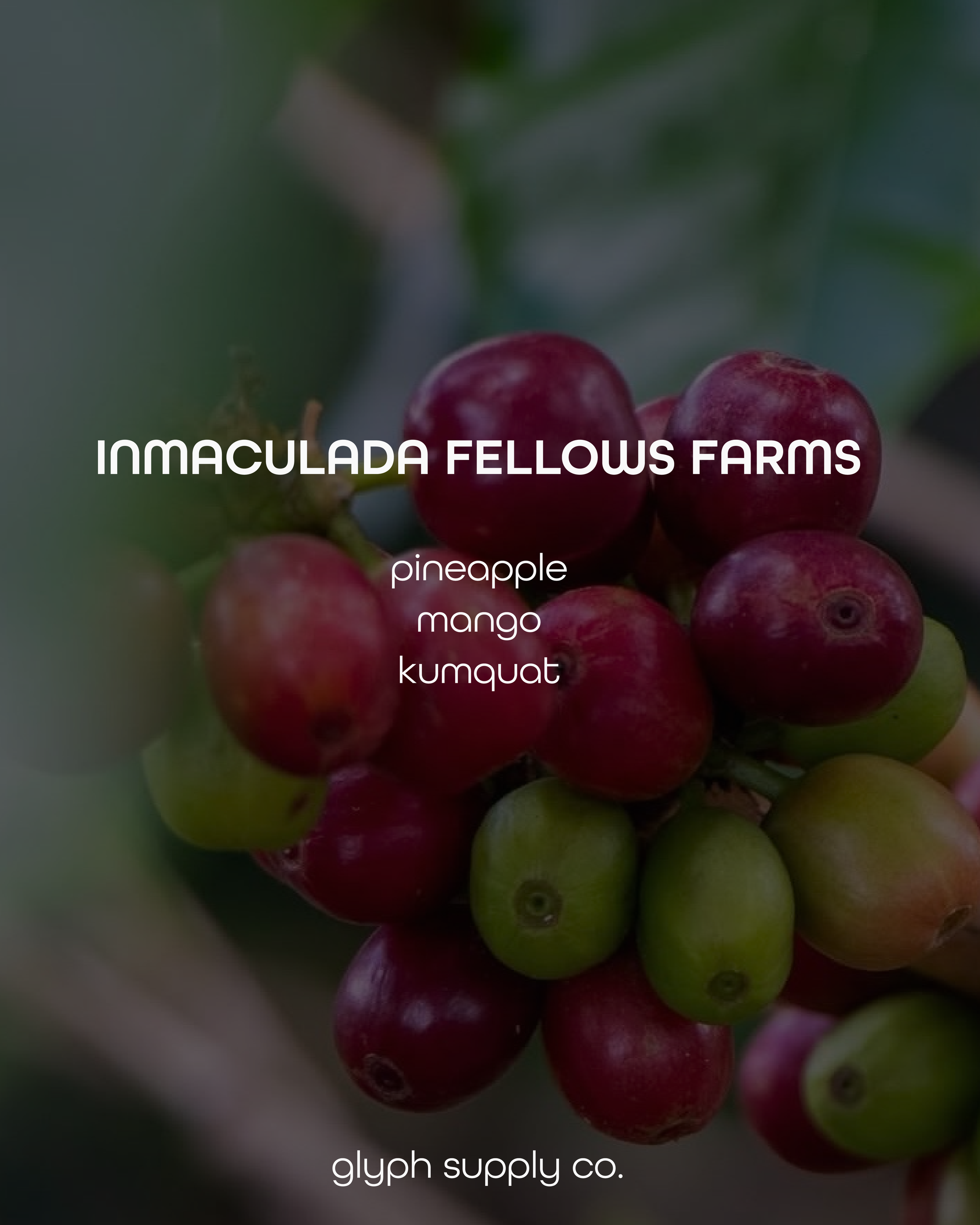 Inmaculada Fellows Farms Colombia