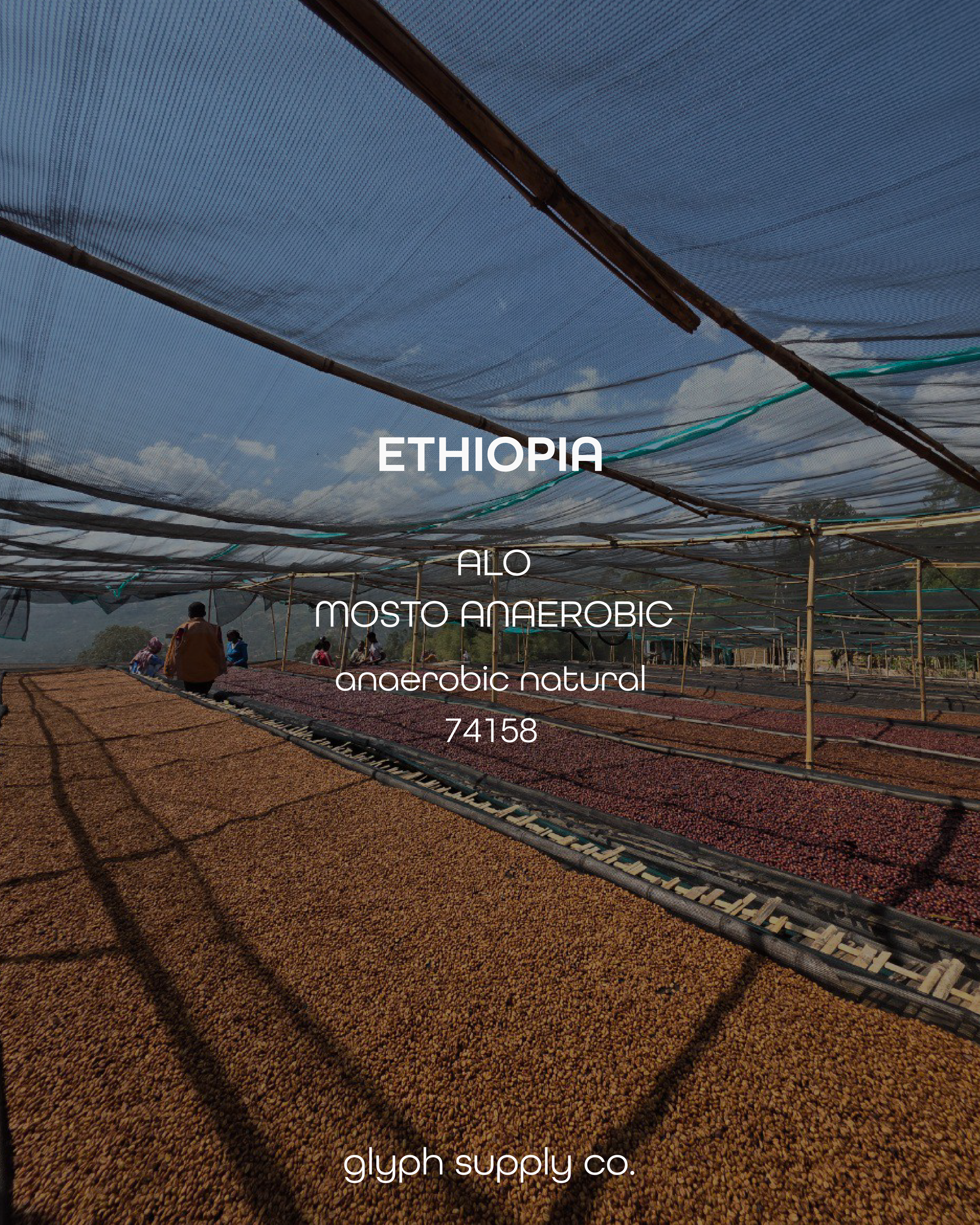 alo mosto-07.png