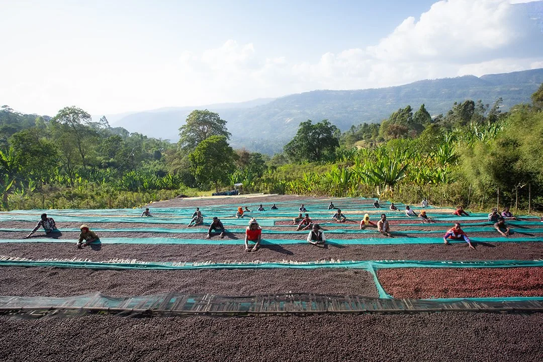 alo-sampel-397-18 (1).jpg