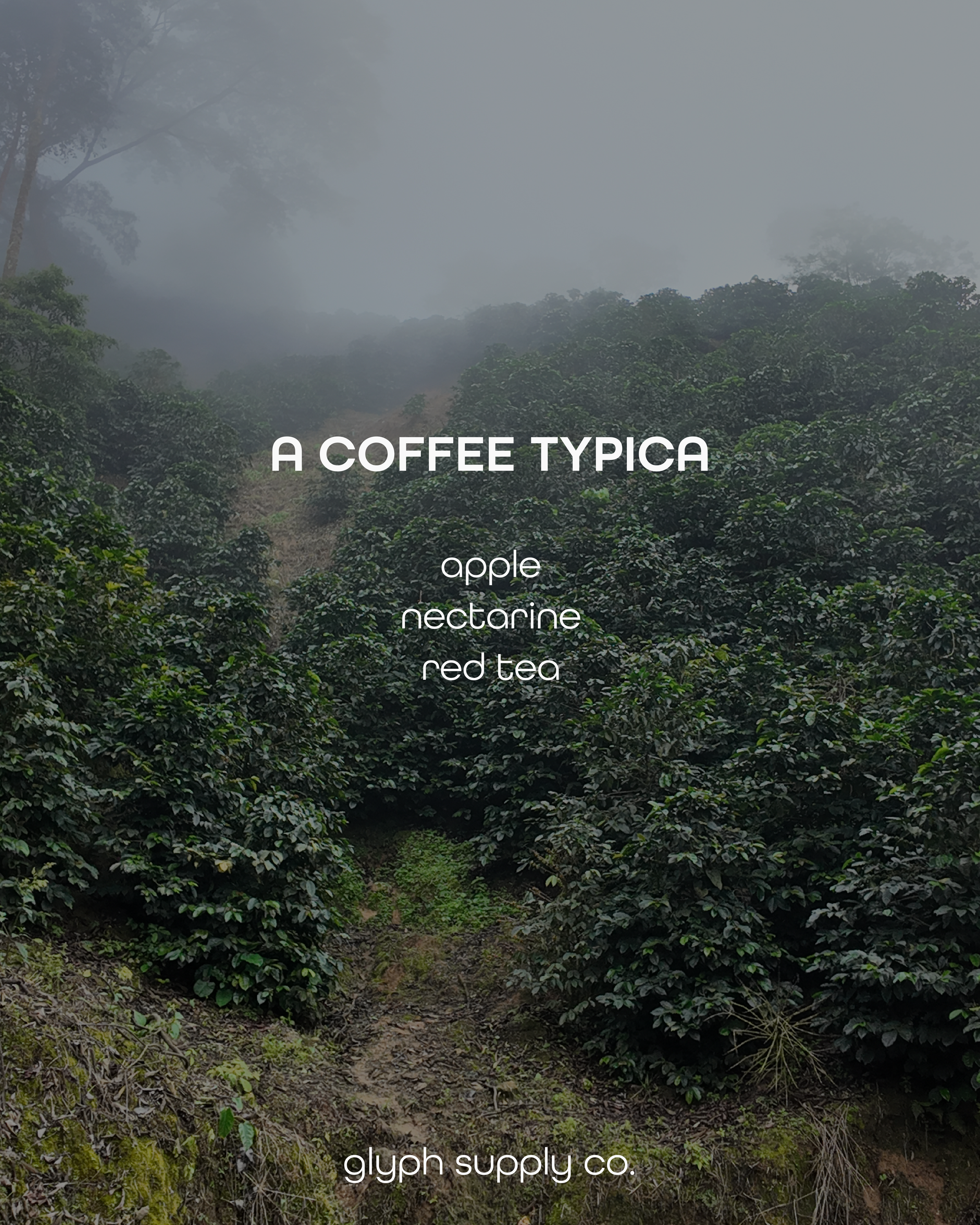 a coffee typica-02.png