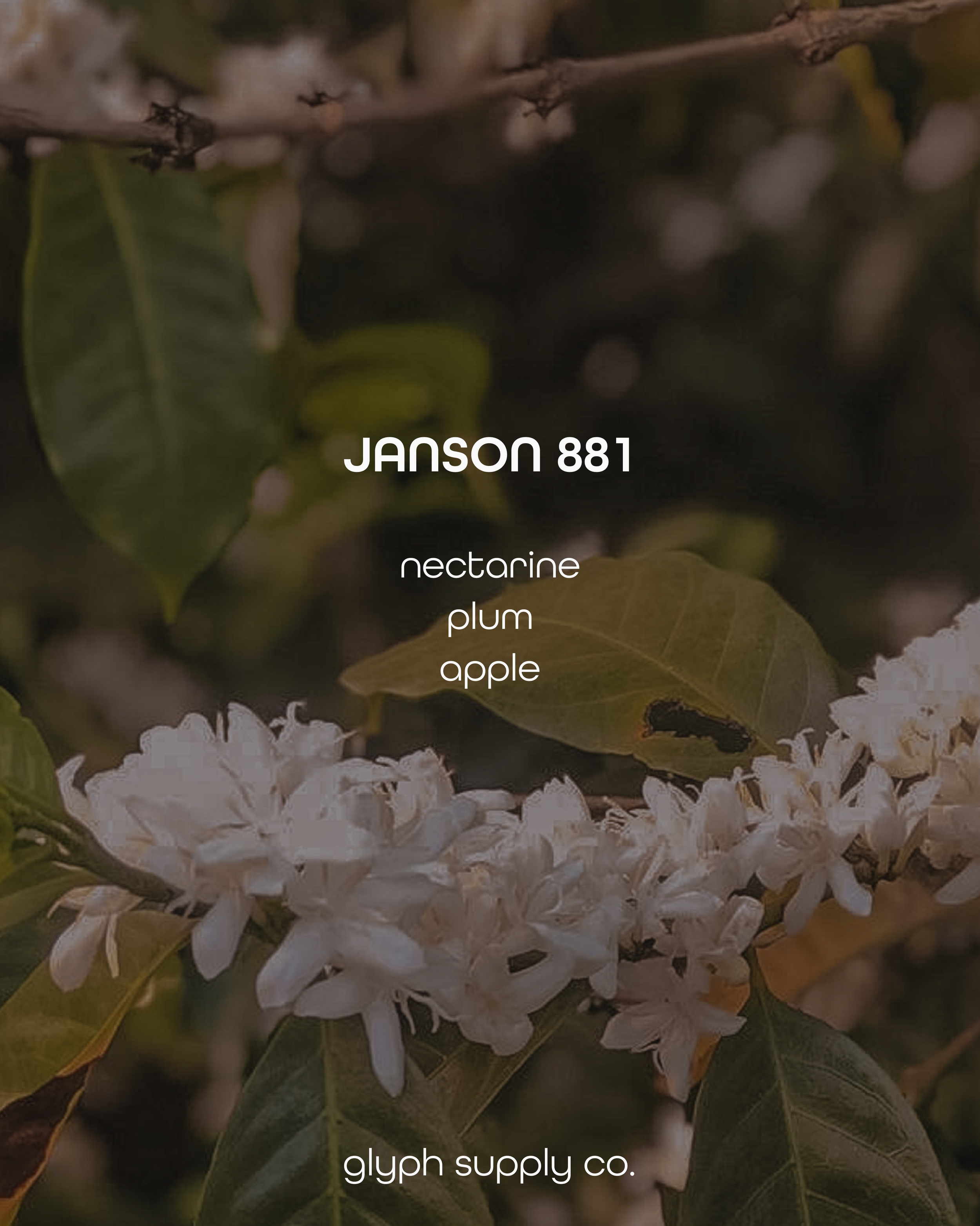 janson 881 2.png