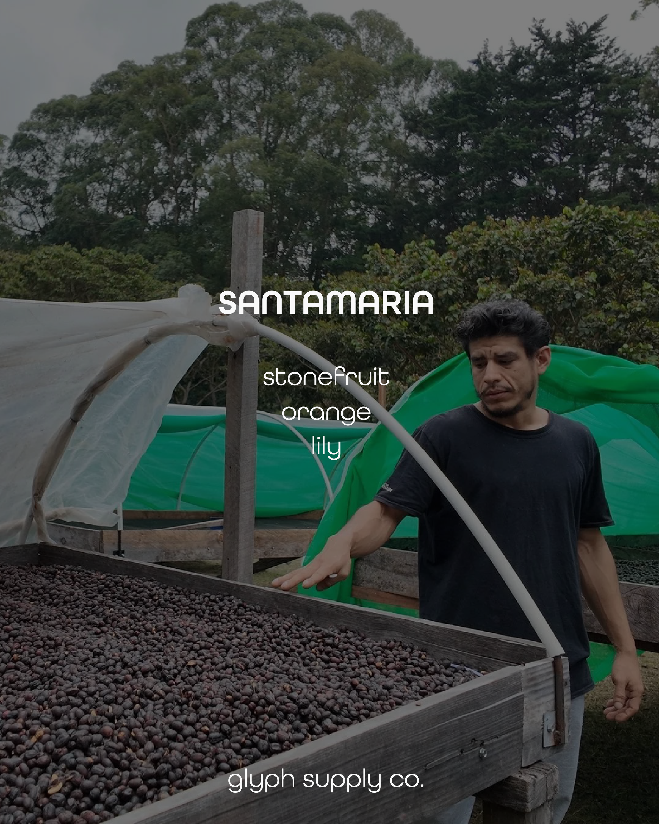 santamaria gesha 2.png