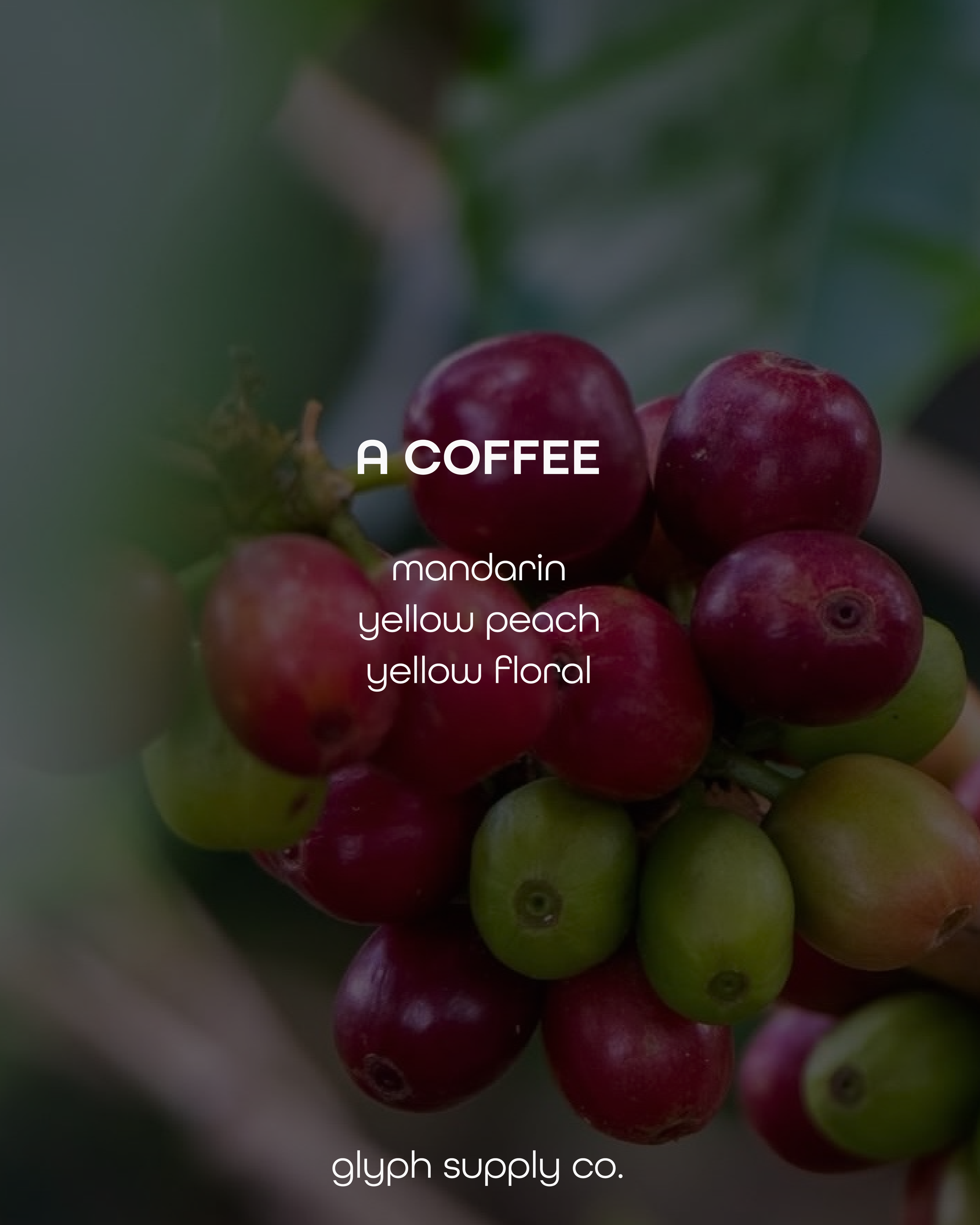 A Coffee Gesha Colombia