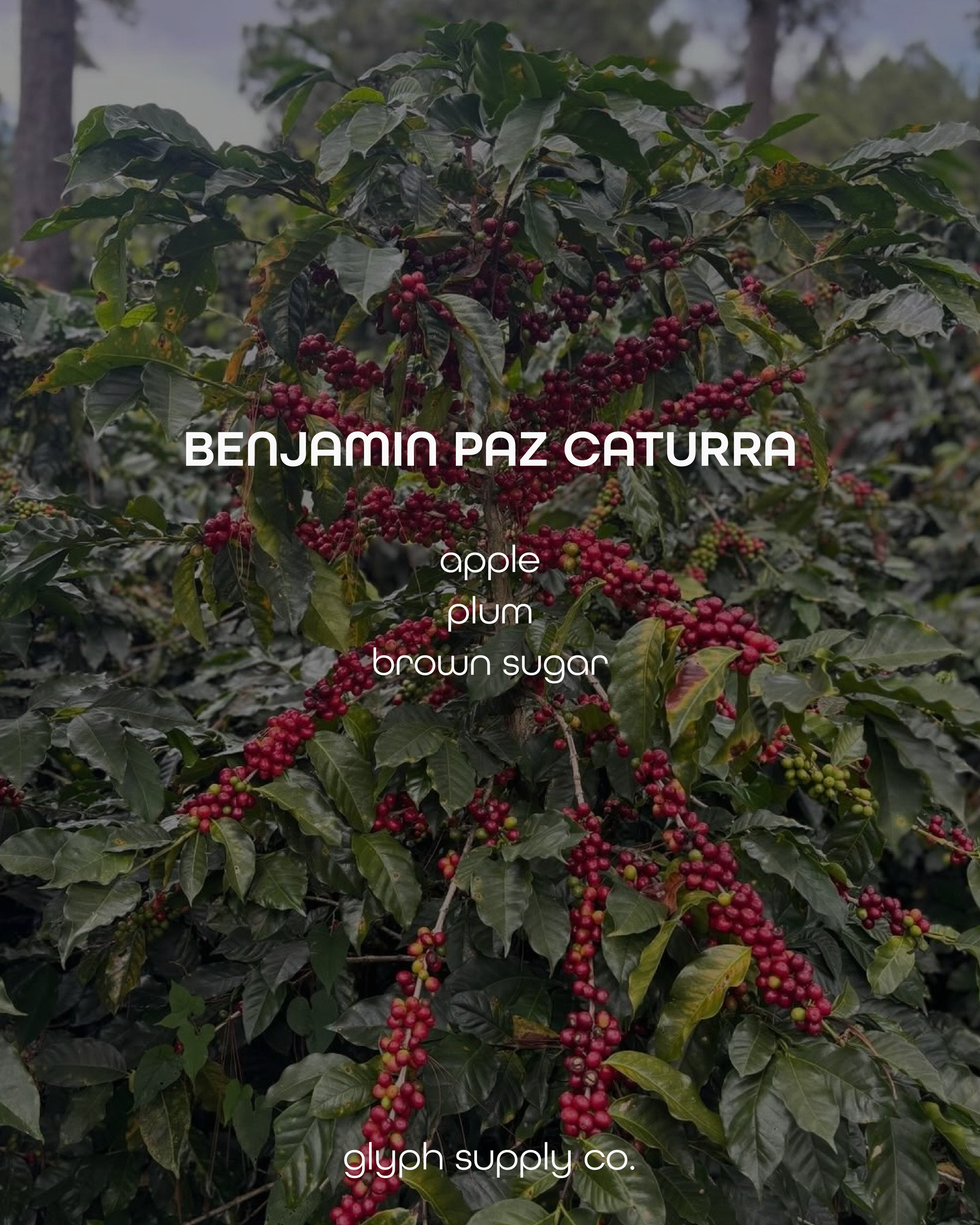 Benjamin Paz Caturra Honduras (Espresso)