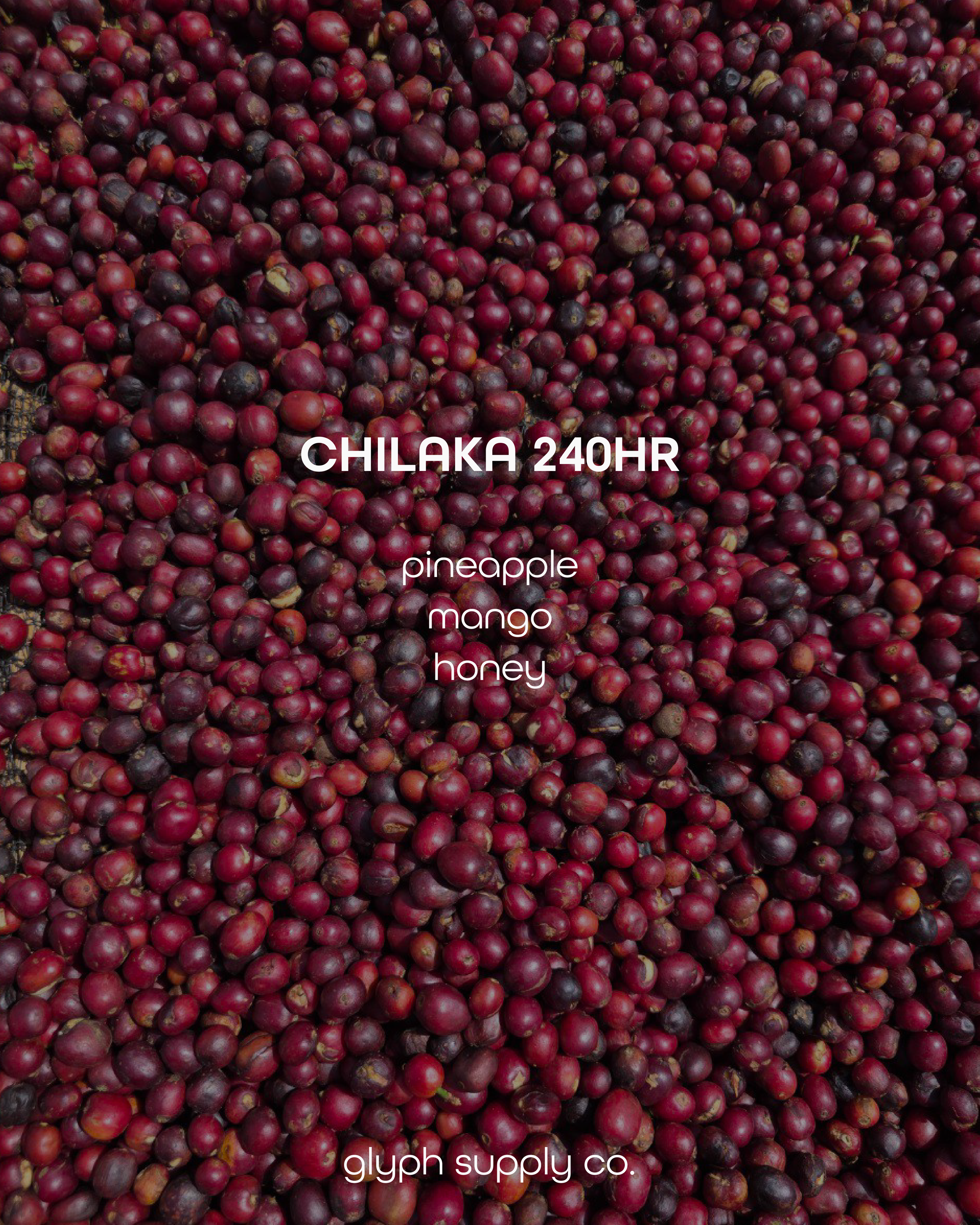 Chilaka 240hr Ethiopia
