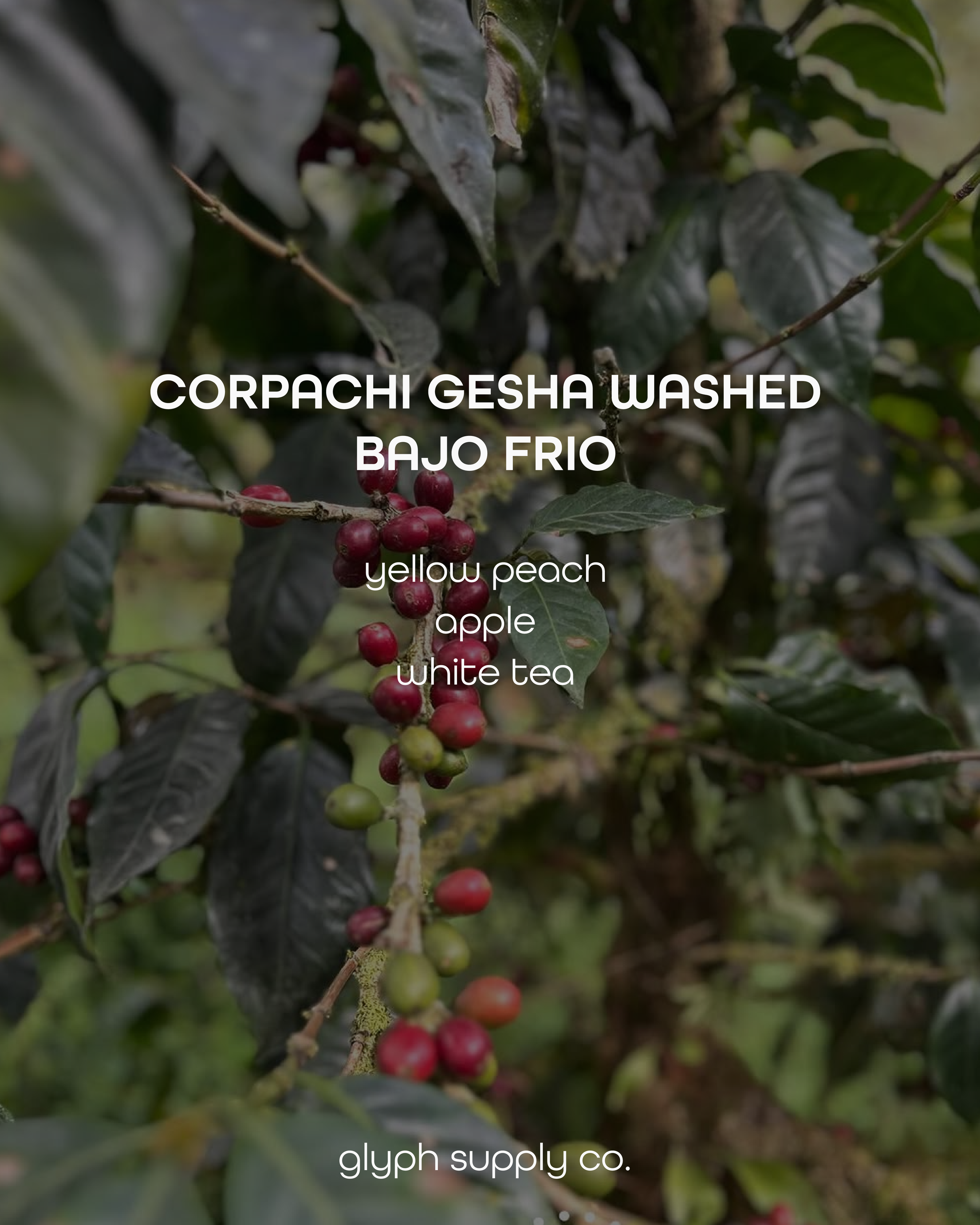 corpachi gesha washed 2.png