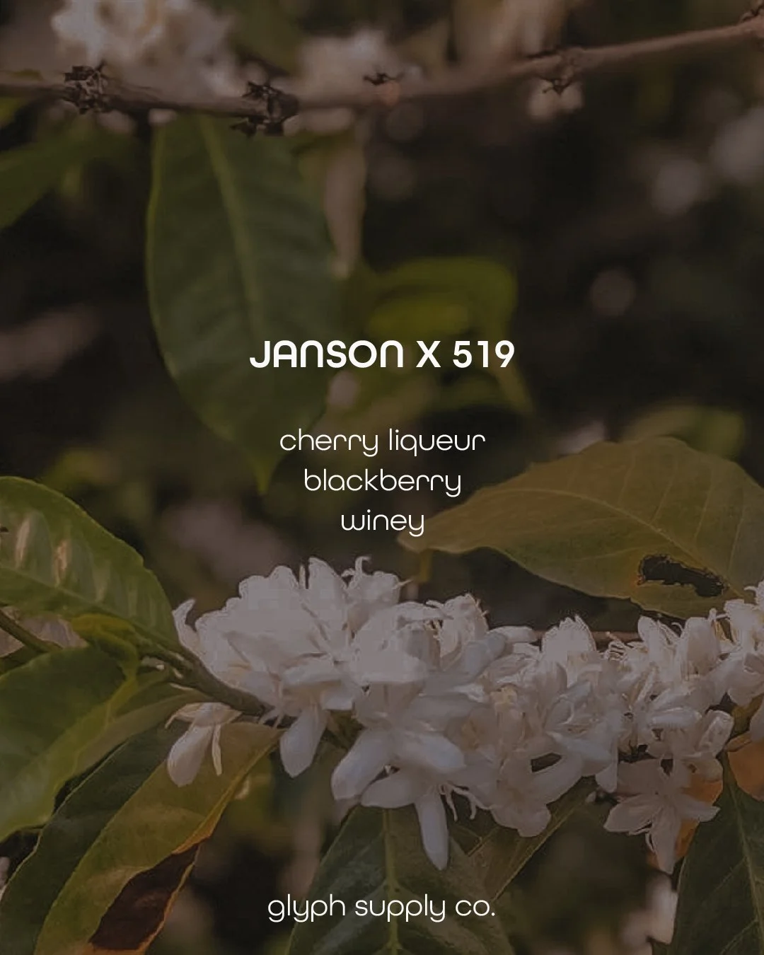 Janson x 519 (2).jpg