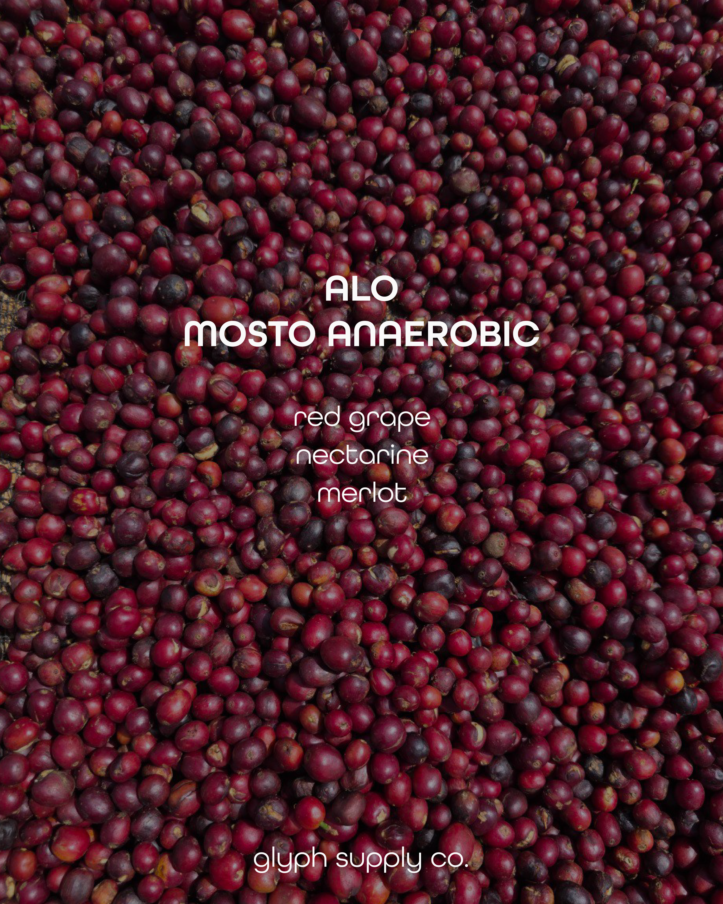 alo mosto-08.png