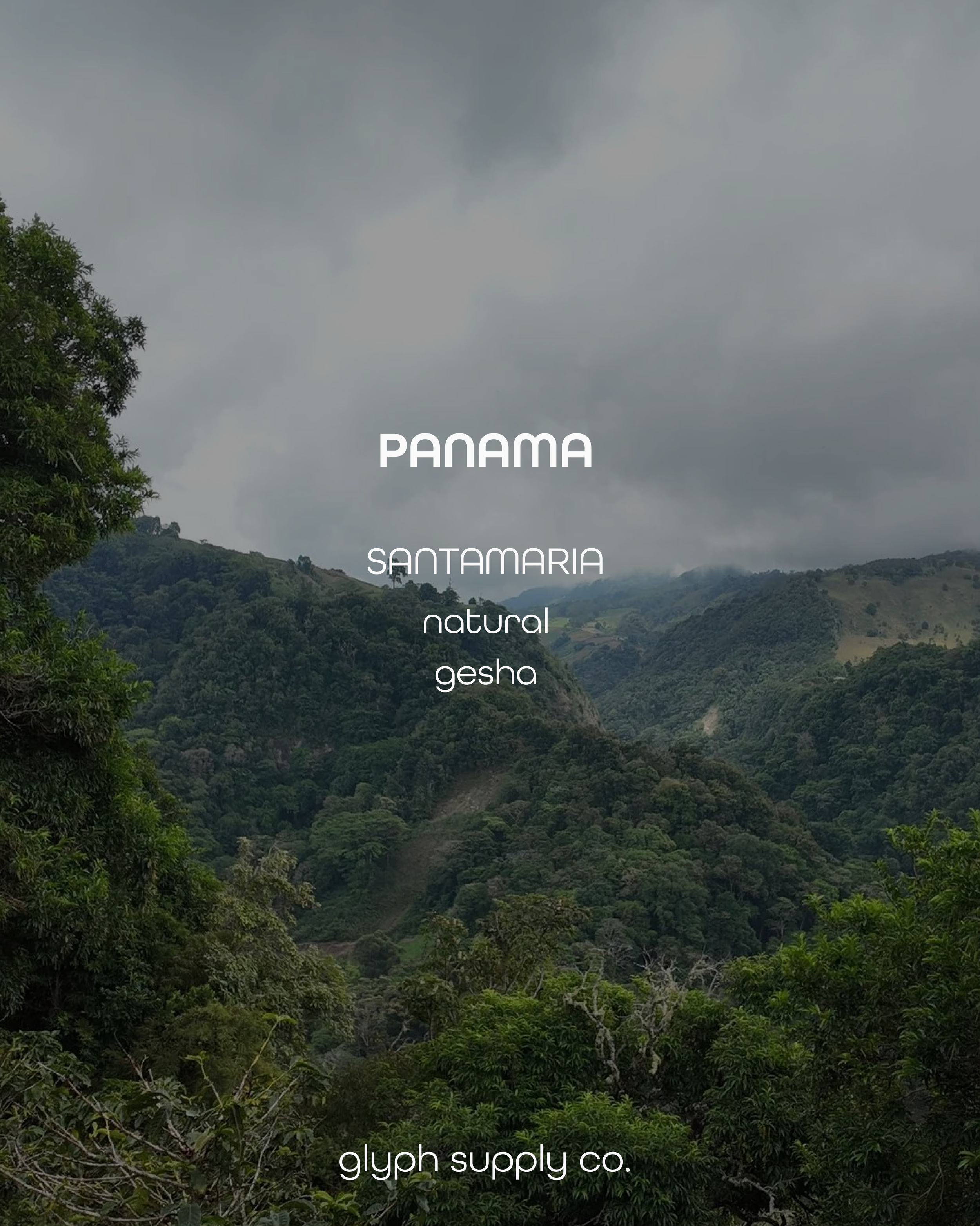 santamaria gesha.png