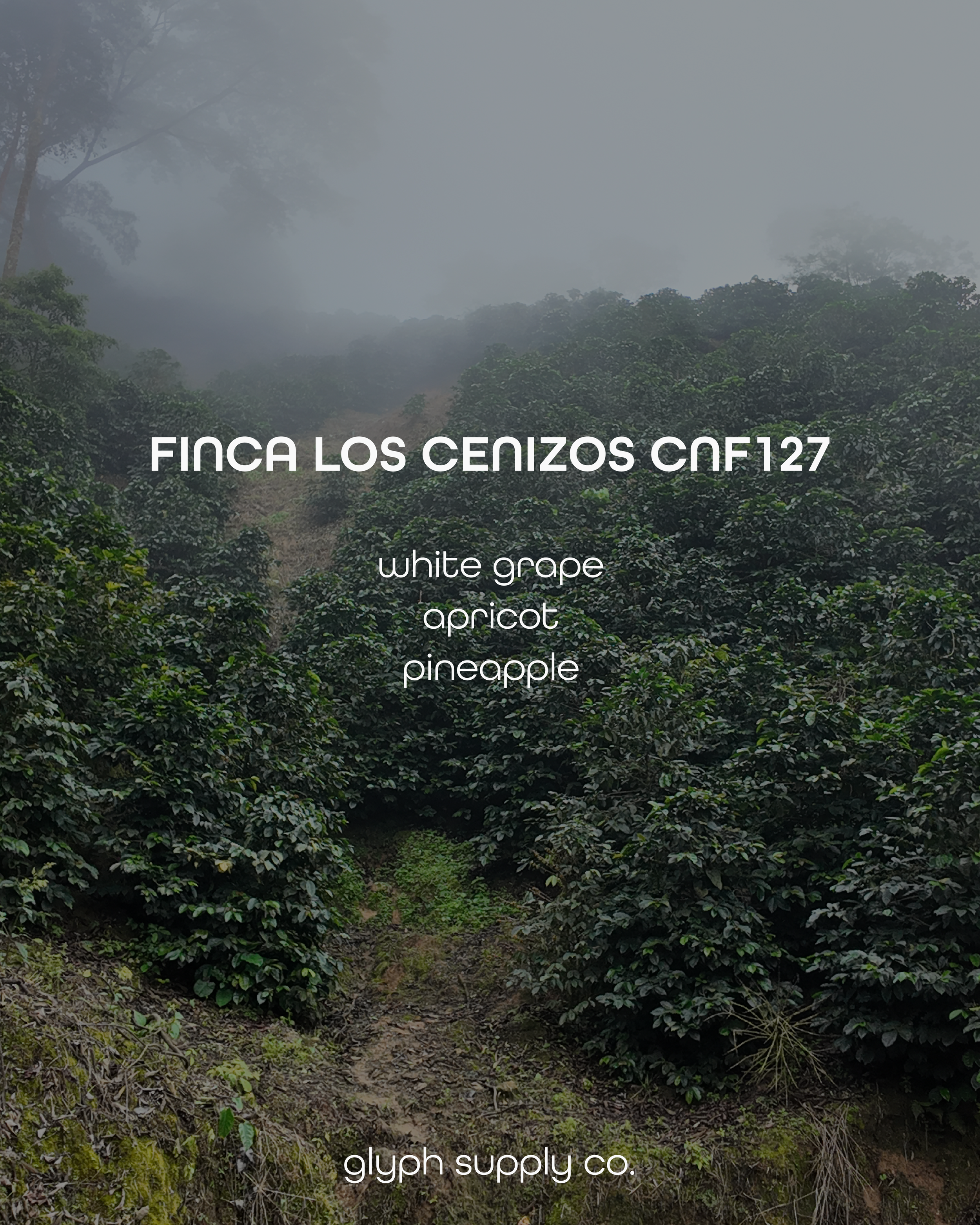 Finca Los Cenizos CNF127 Panama