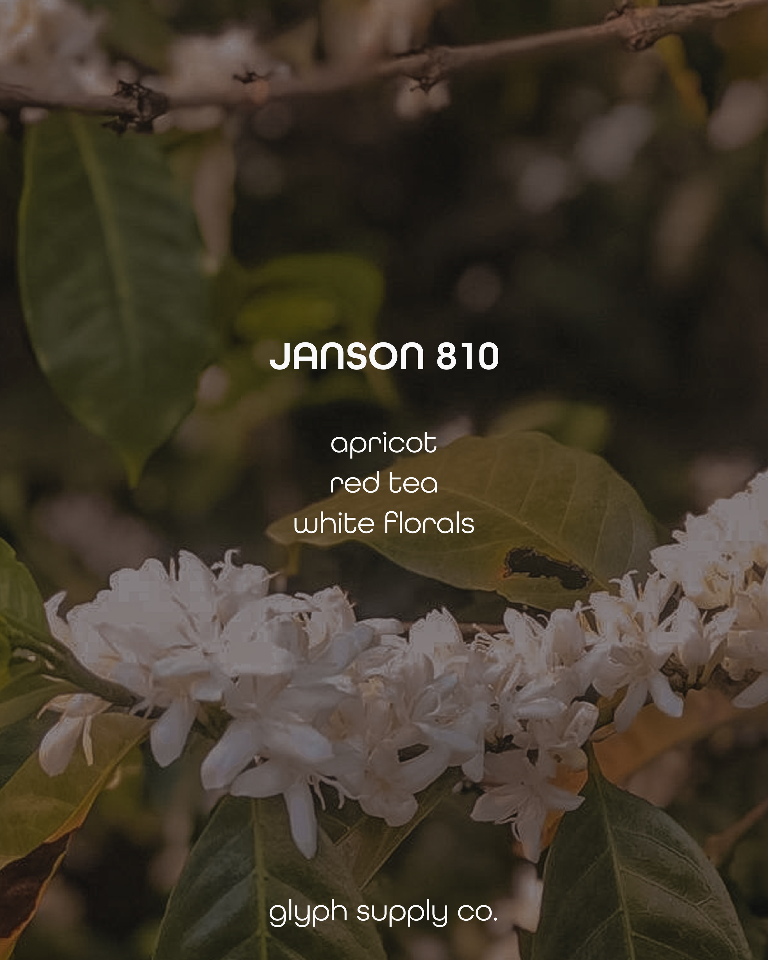Janson 810 Panama