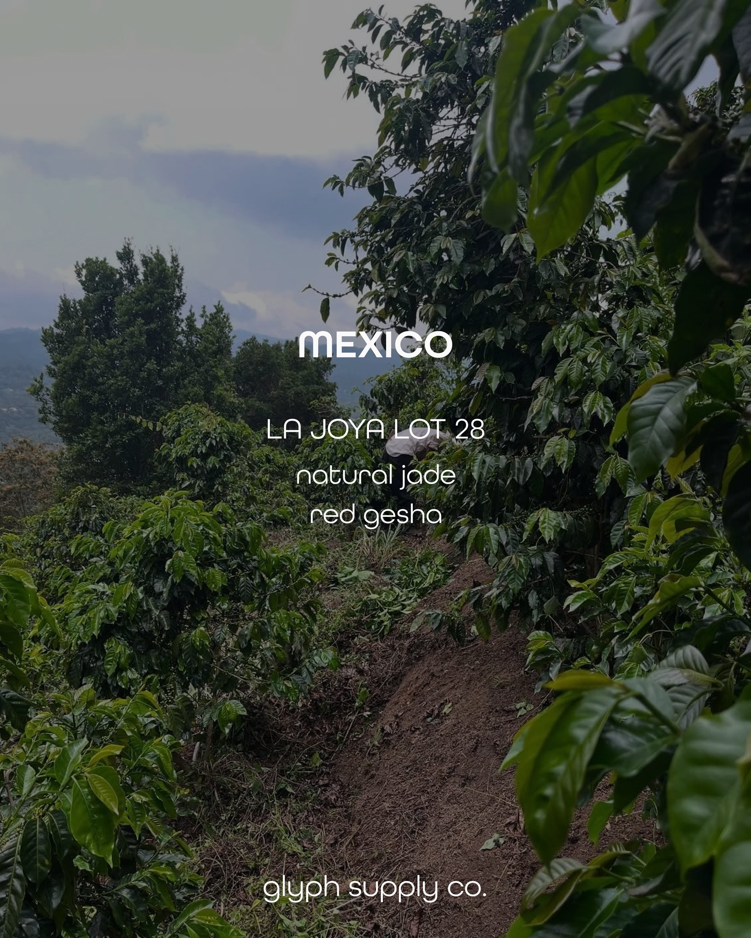 la joya-05.png