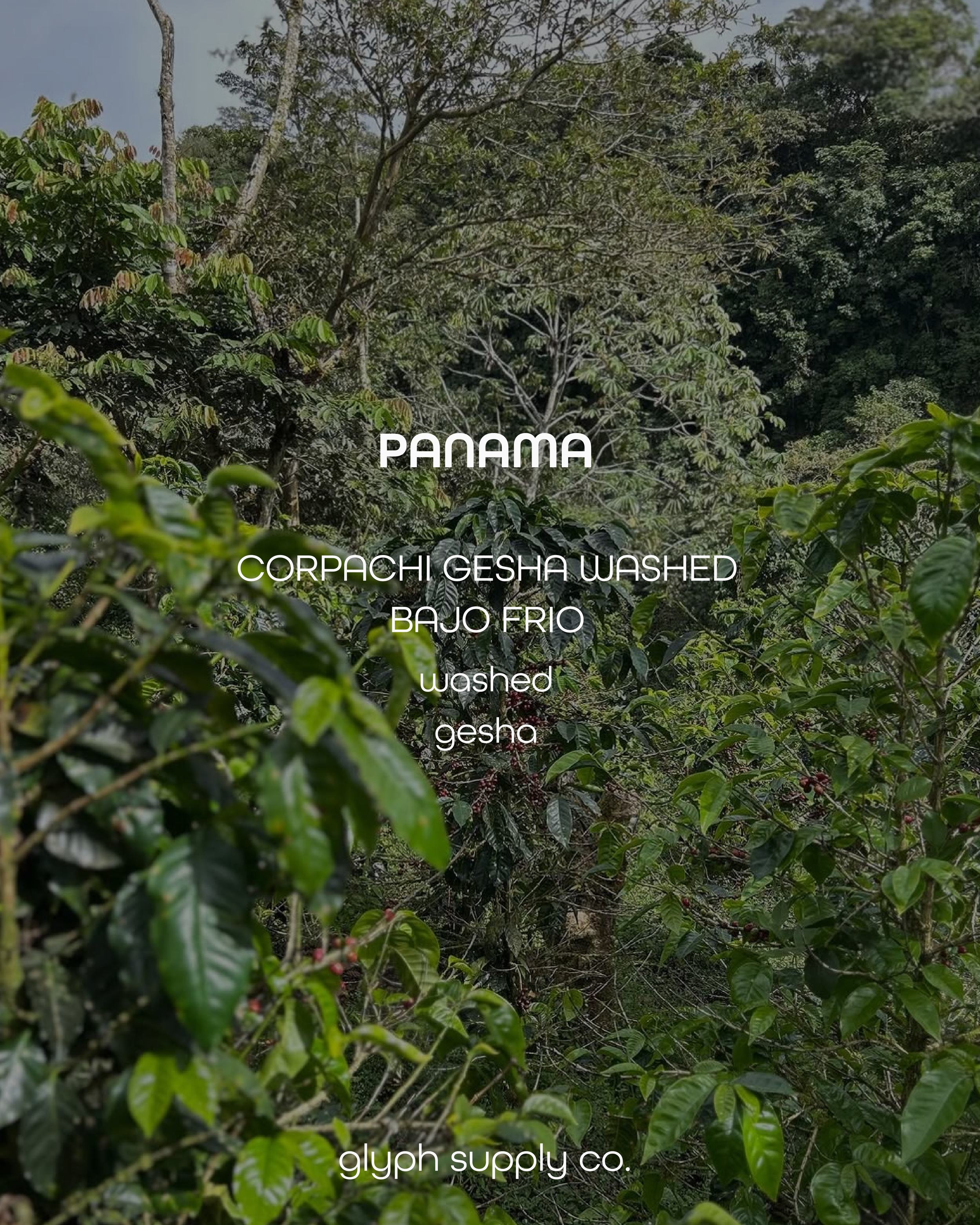 corpachi gesha washed.png