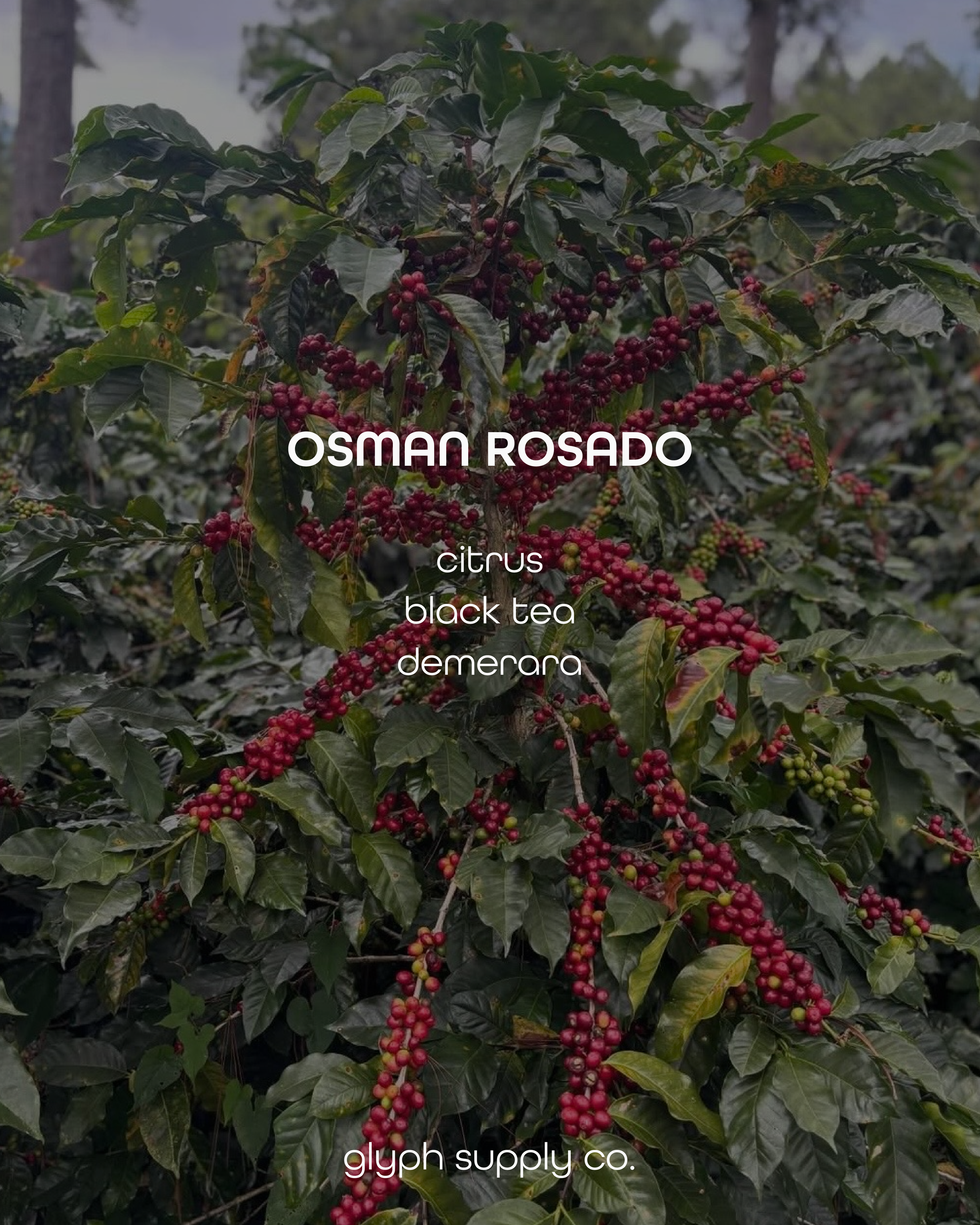 osman.png