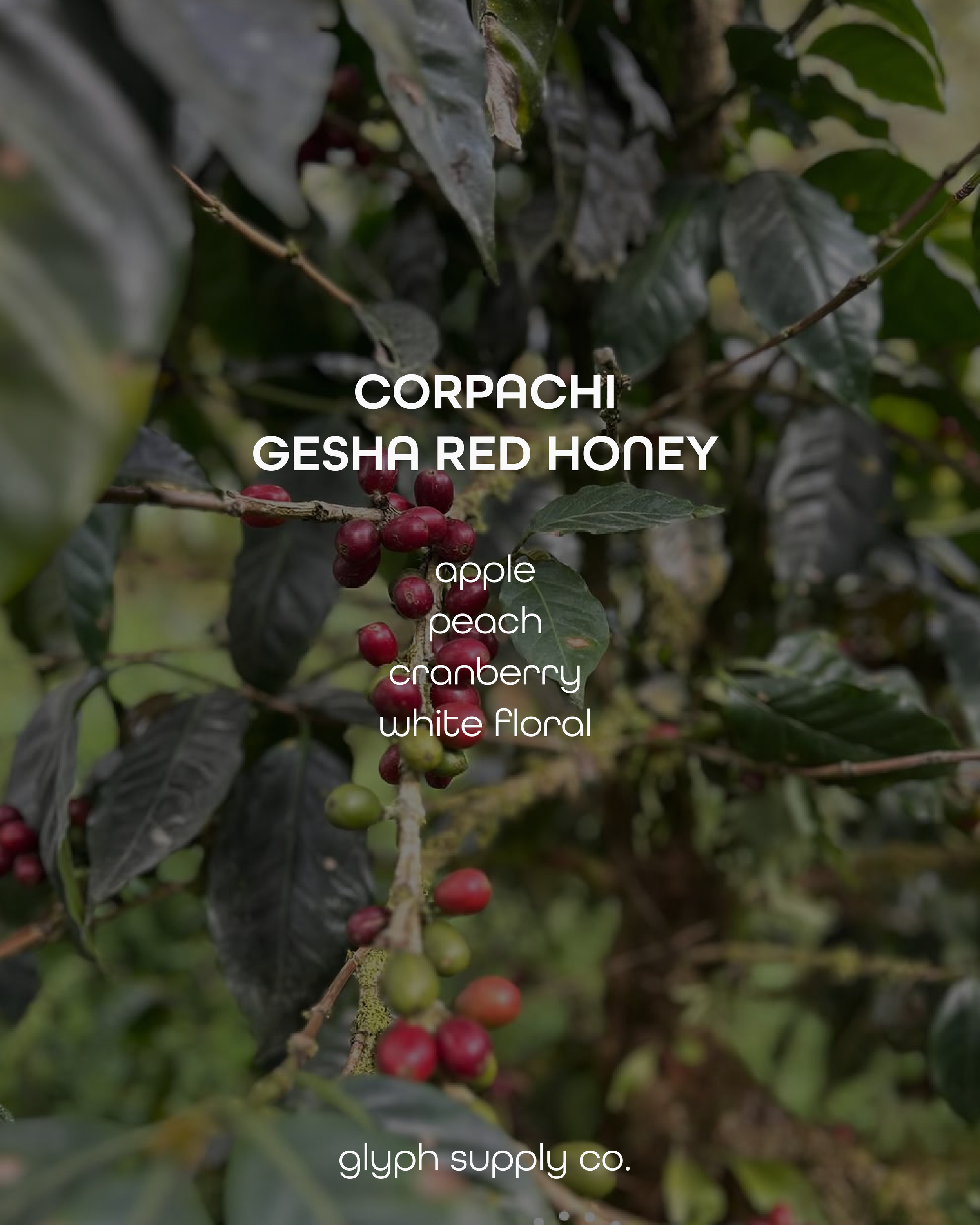 corpachi redhoney 2.png
