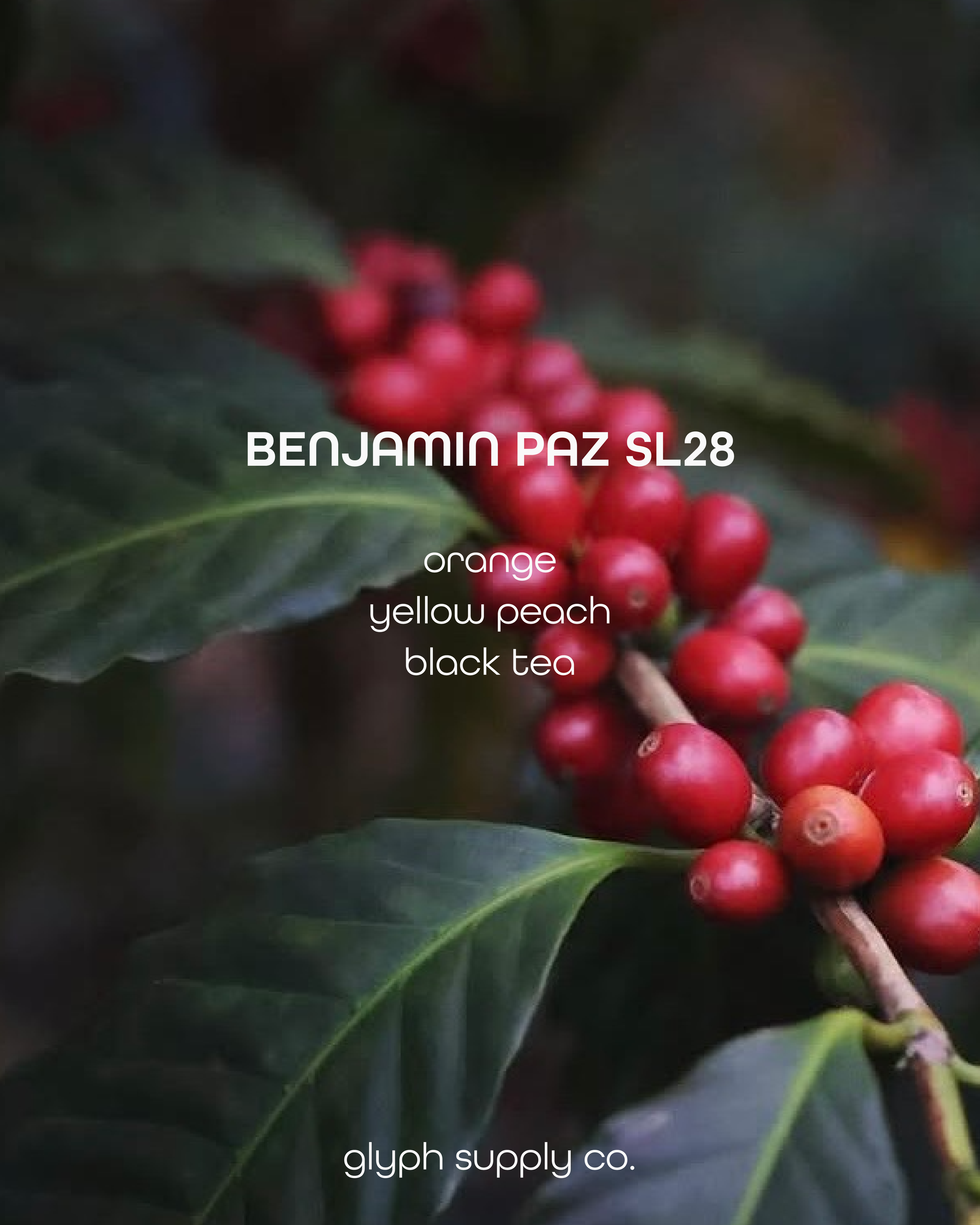 benpaz-06.png