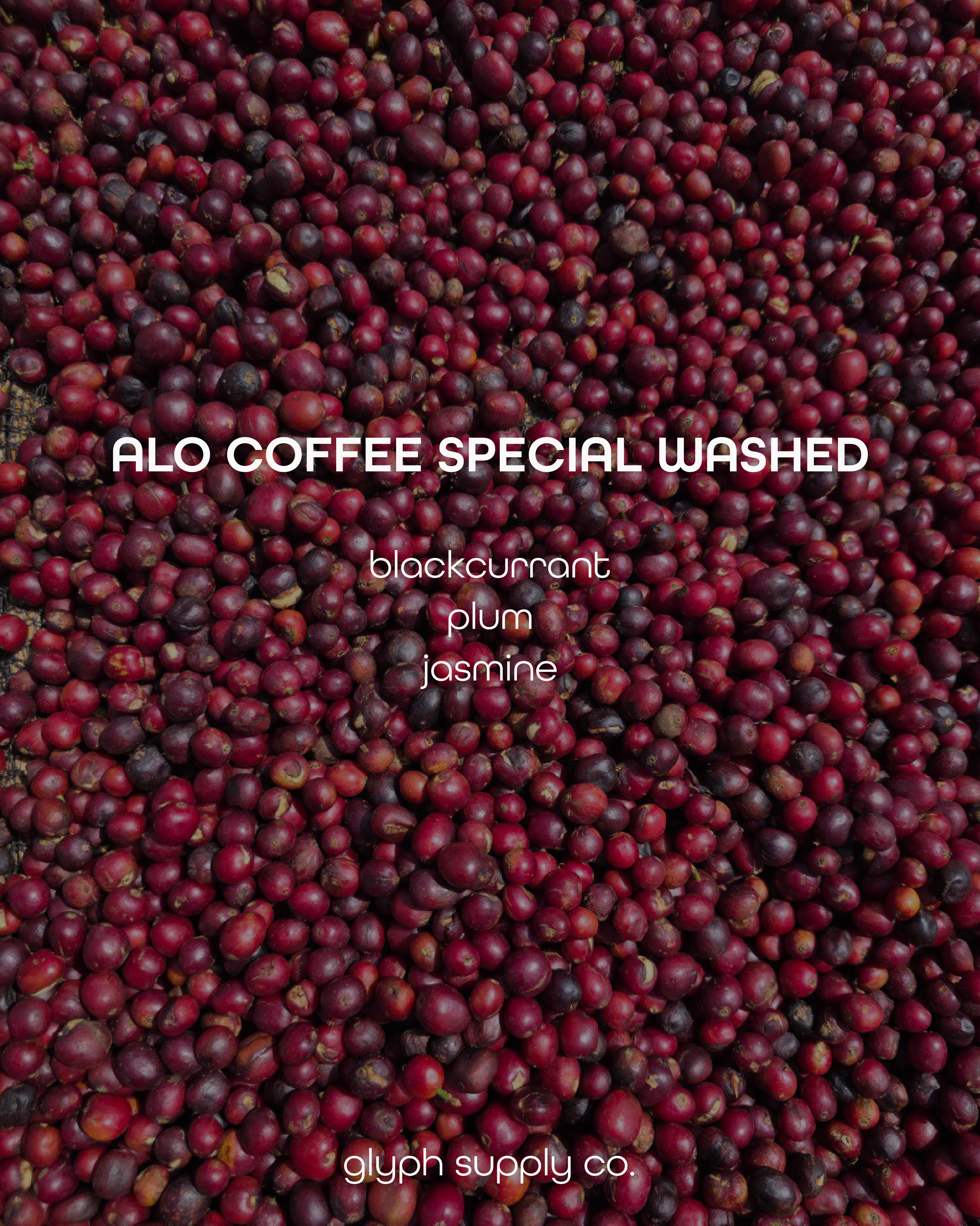 Alo Coffee Special Washed Ethiopia